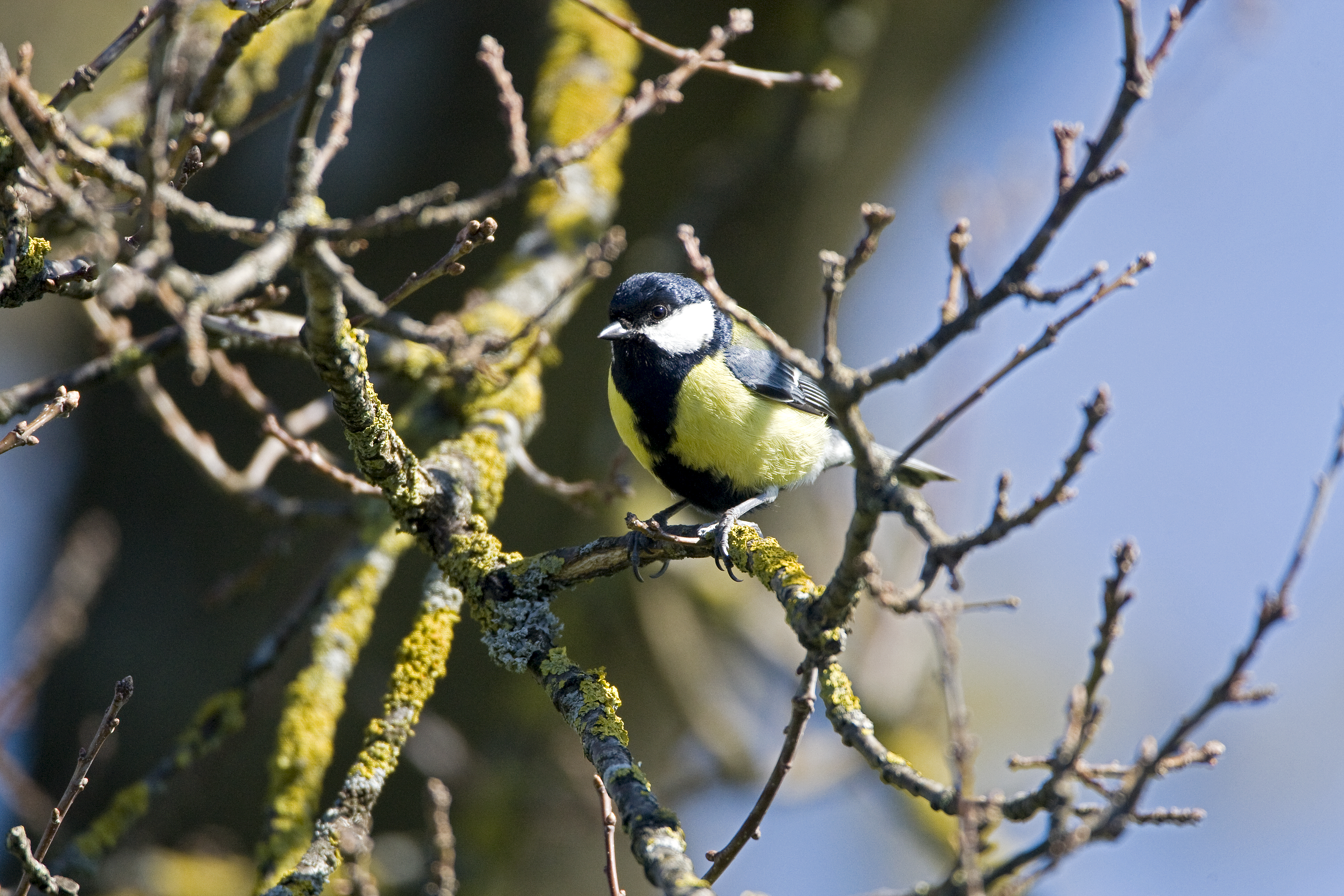 Kohlmeise vom Balkon aus (Merzenberg, Ruswil) fotografiert | Dominik Schmidli, Ruswil
