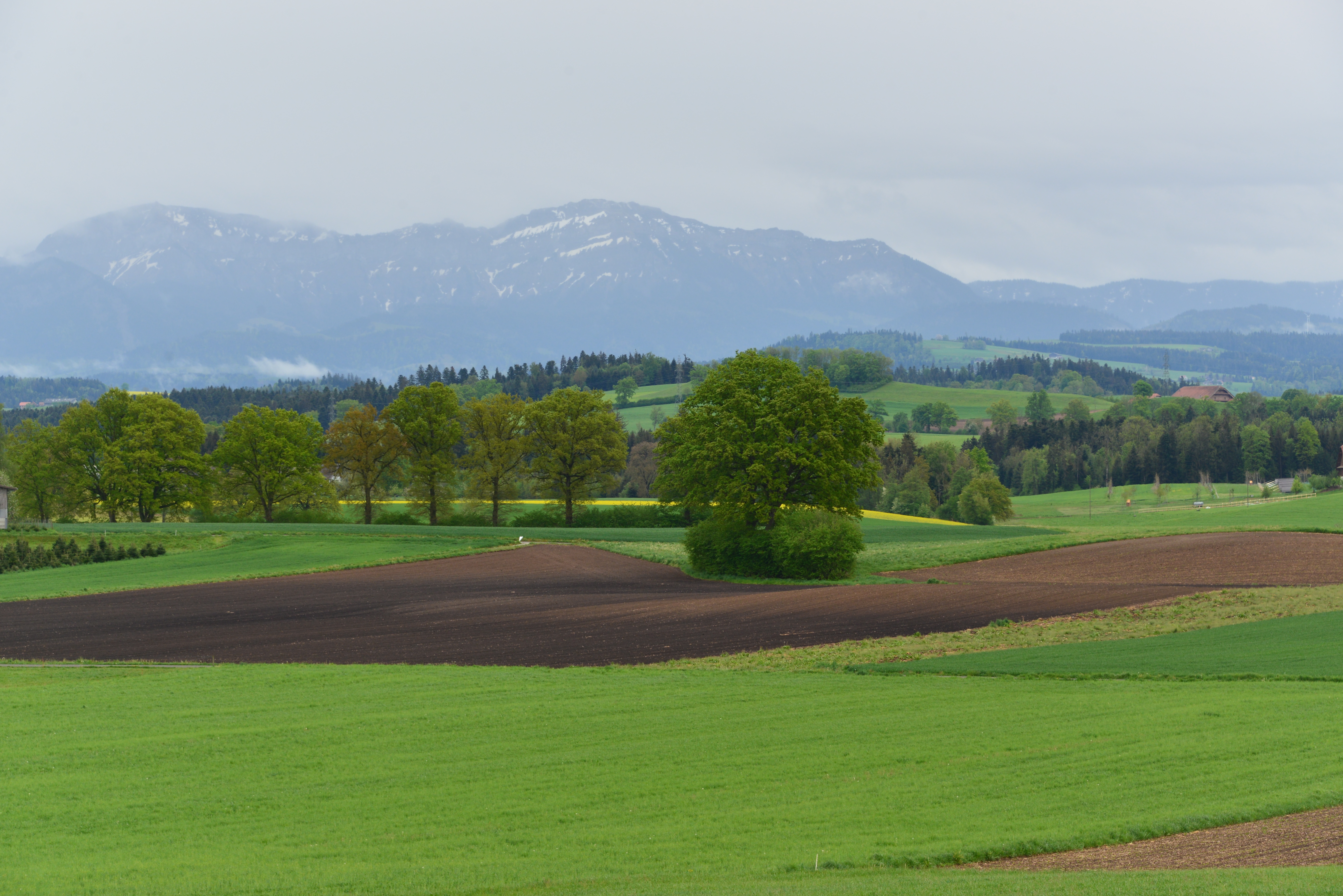 Sattes Grün | Martin Giese, Grosswangen