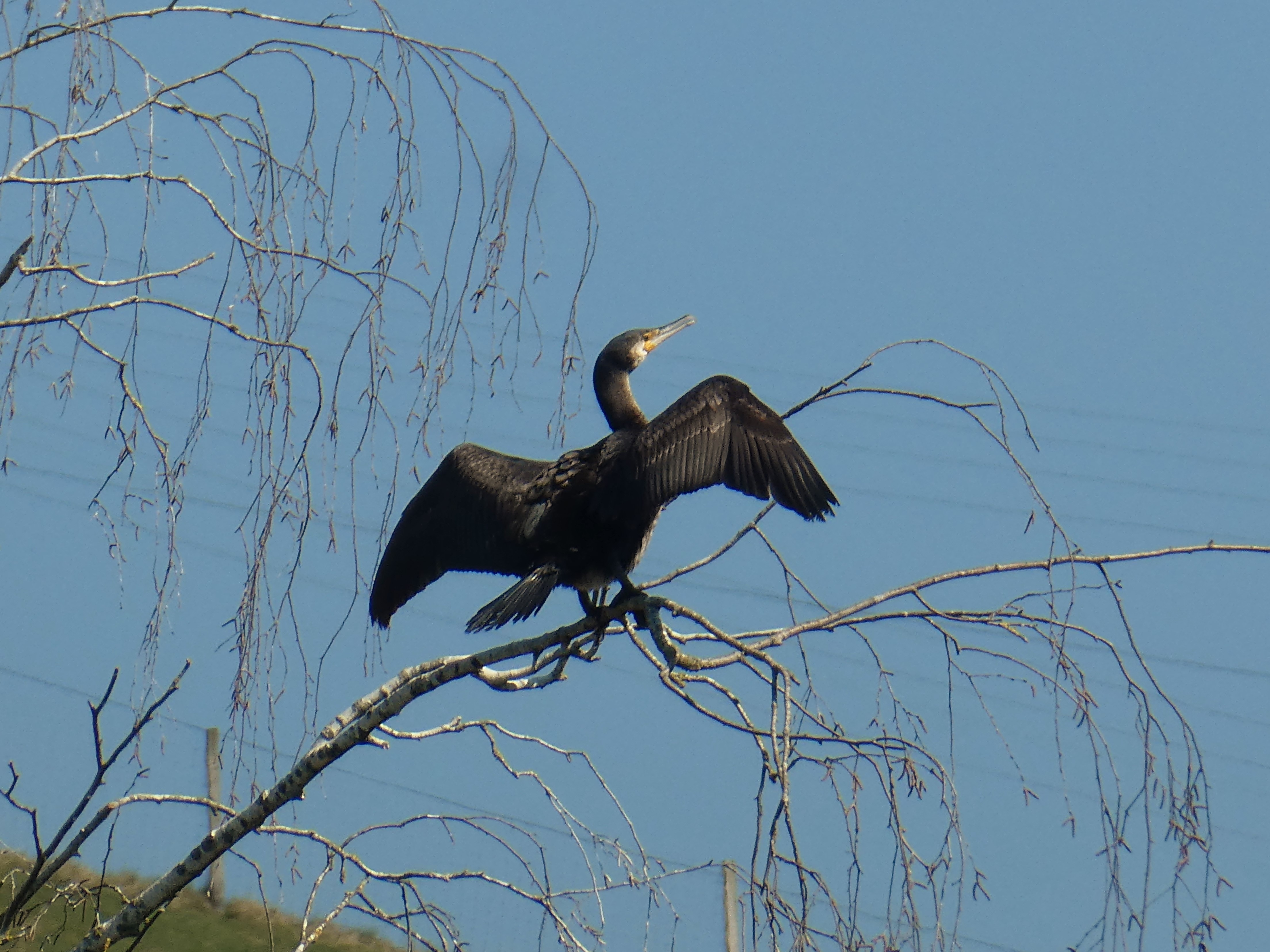 Kormoran bei den Weihern im Ostergau. | Josy Steinmann, Ruswil