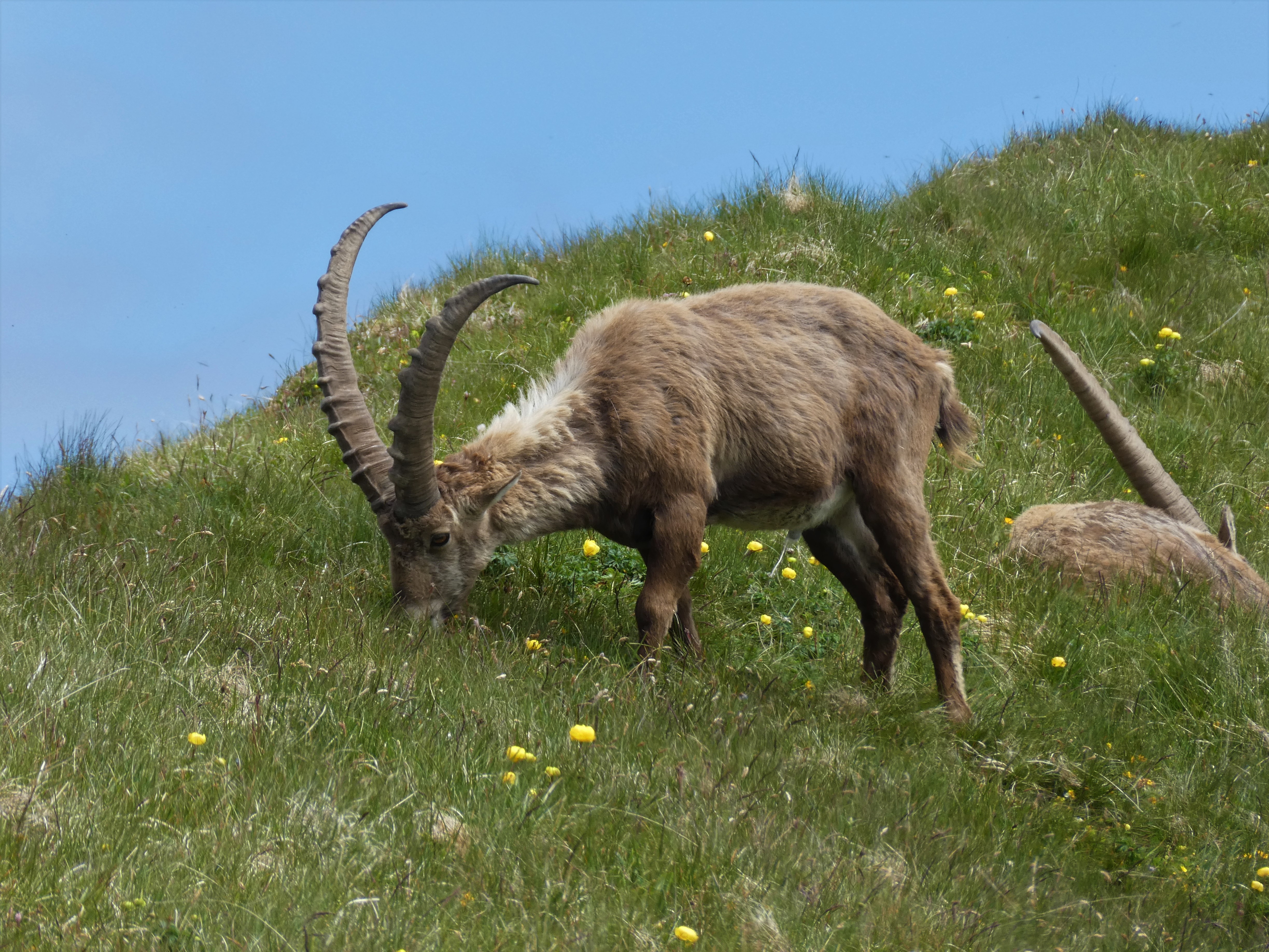 Steinböcke geniessen die Ruhe, gesehen beim Abstieg vom Brienzer Rothorn übers Lättgässli. | Josy Steinmann, Ruswil