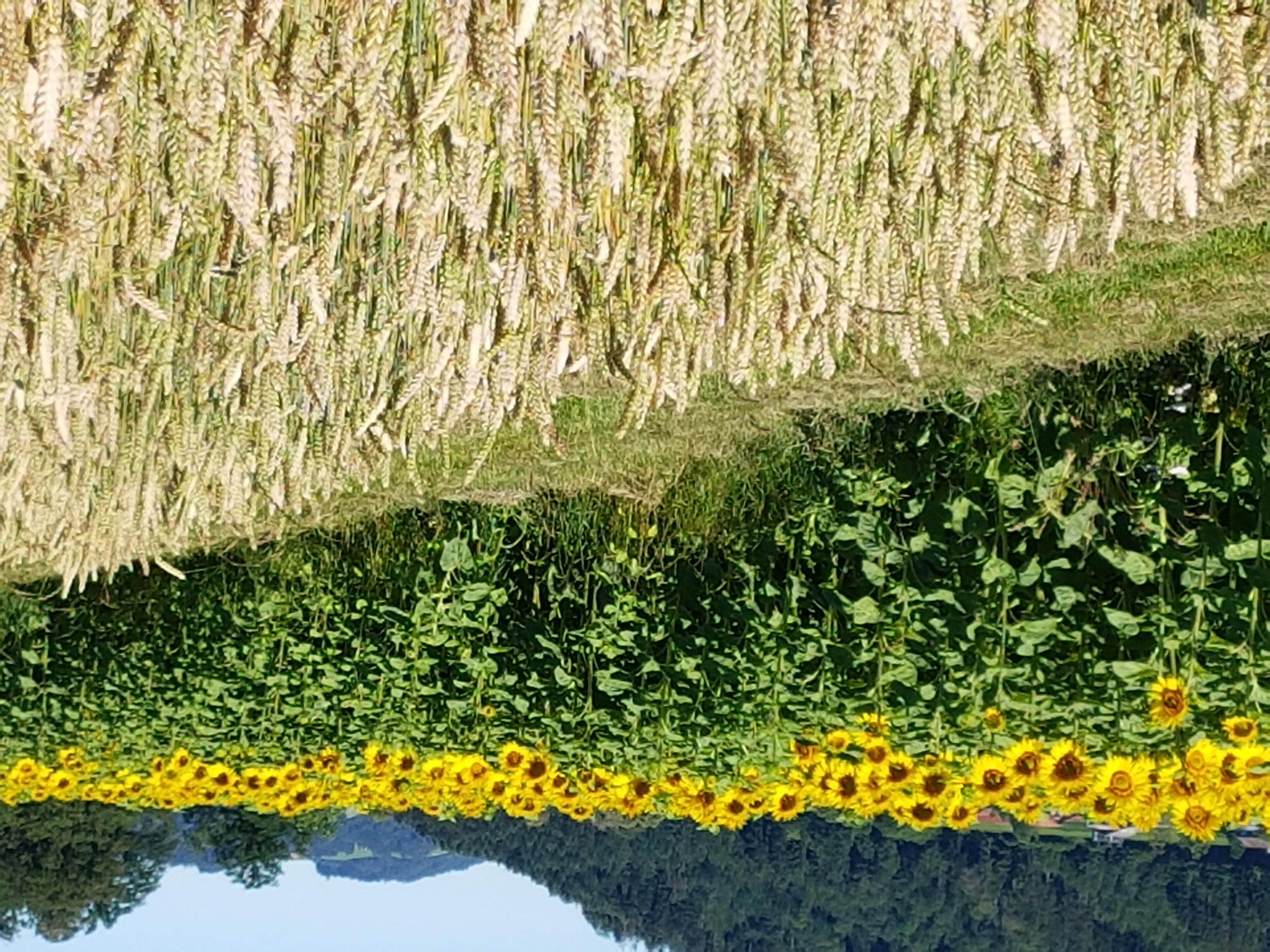 Diese goldigen Sonnenblumen leuchten der Morgensonne entgegen. | Toni Koller, Grosswangen