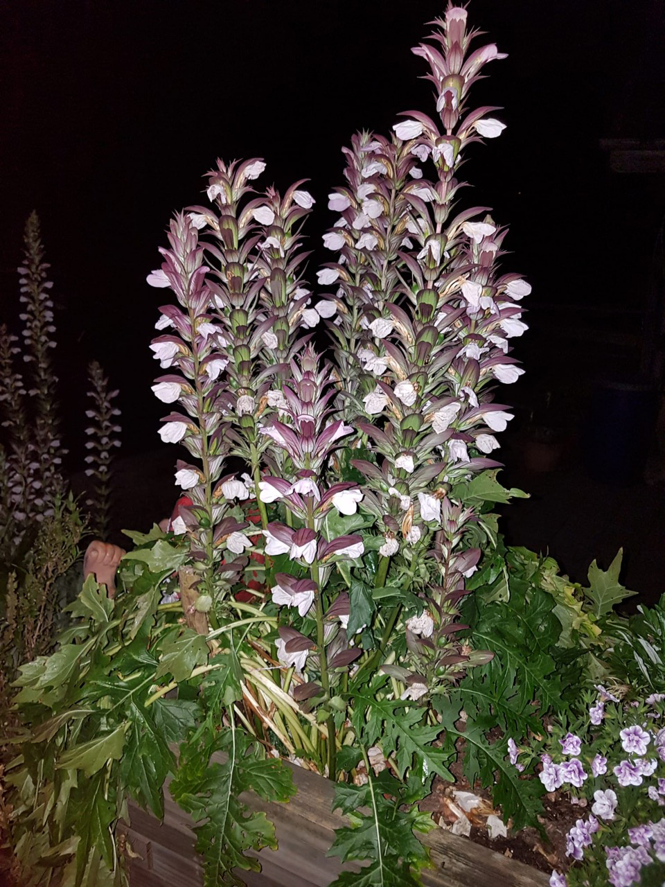 Bärenklau: prächtige Staude mit purpurroten Blüten und dunkelgrün geaderten Blätter. | Emilie Koller, Grosswangen