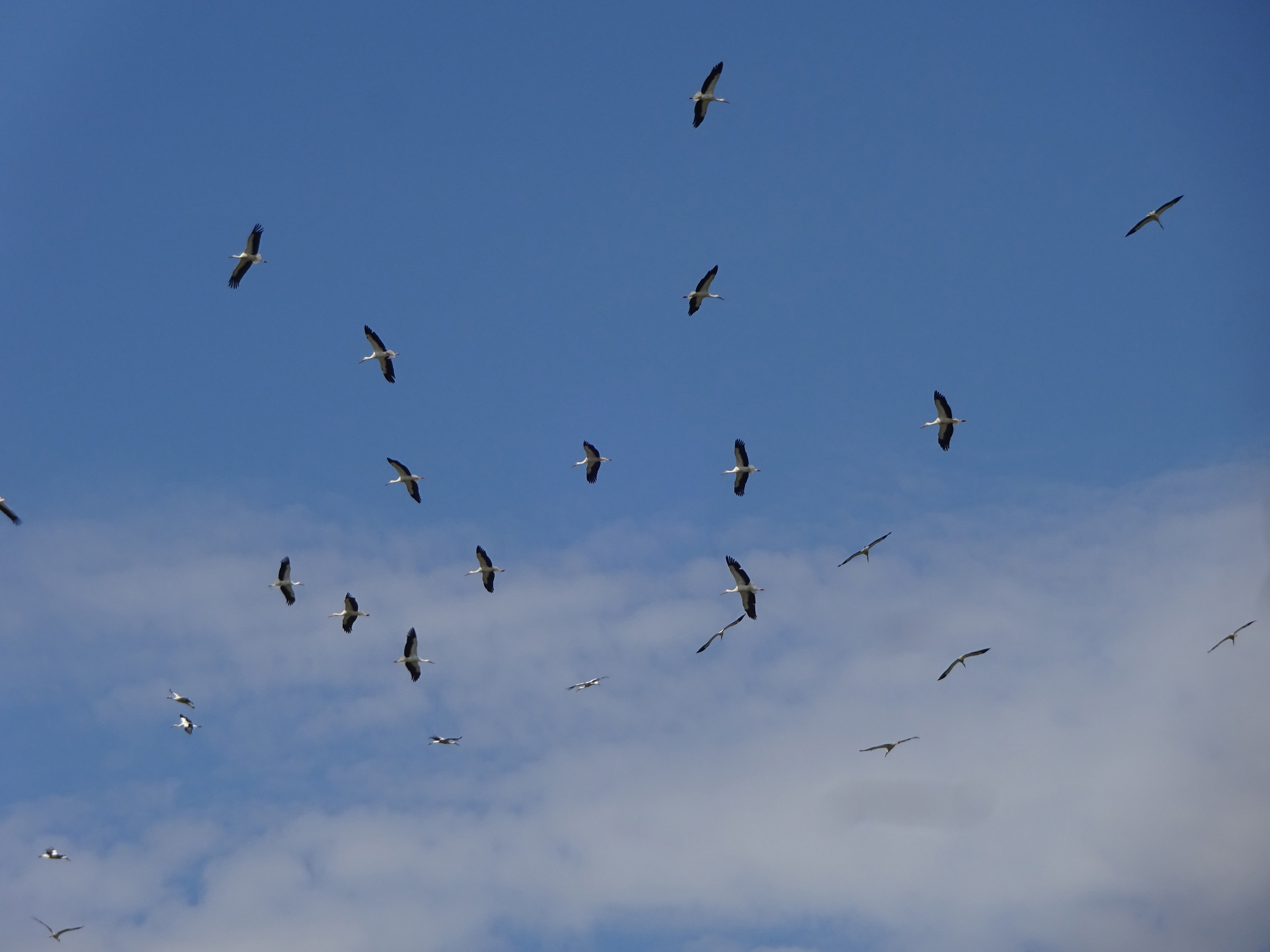 25 bis 30 Weissstörche fliegen über die Bärematt, Ruswil. | Urs Amrein, Ruswil