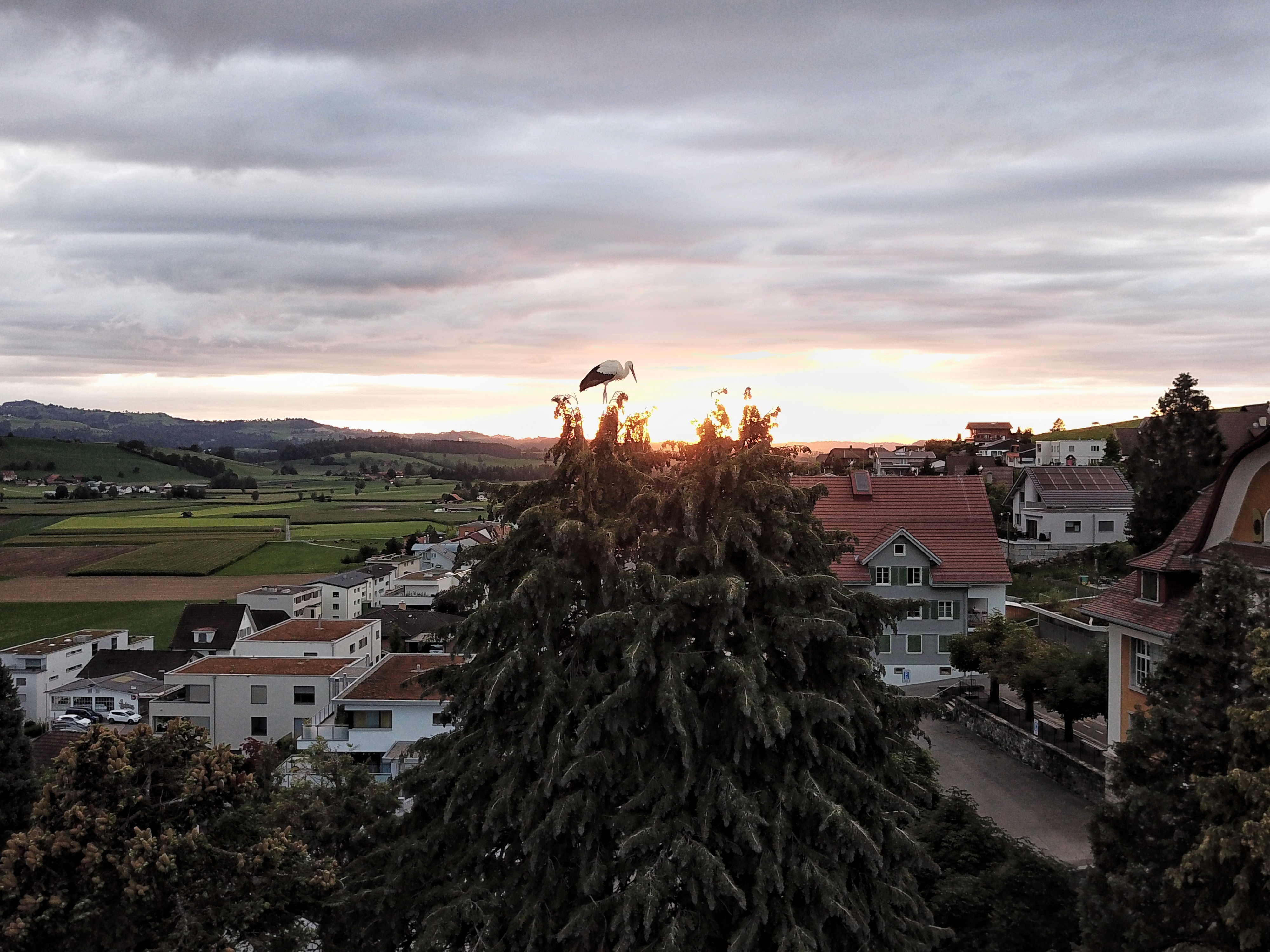 Ein Storch im Sonnenuntergang vor dem alten Schulhaus in Ruswil. | Mattia Willimann, Ruswil