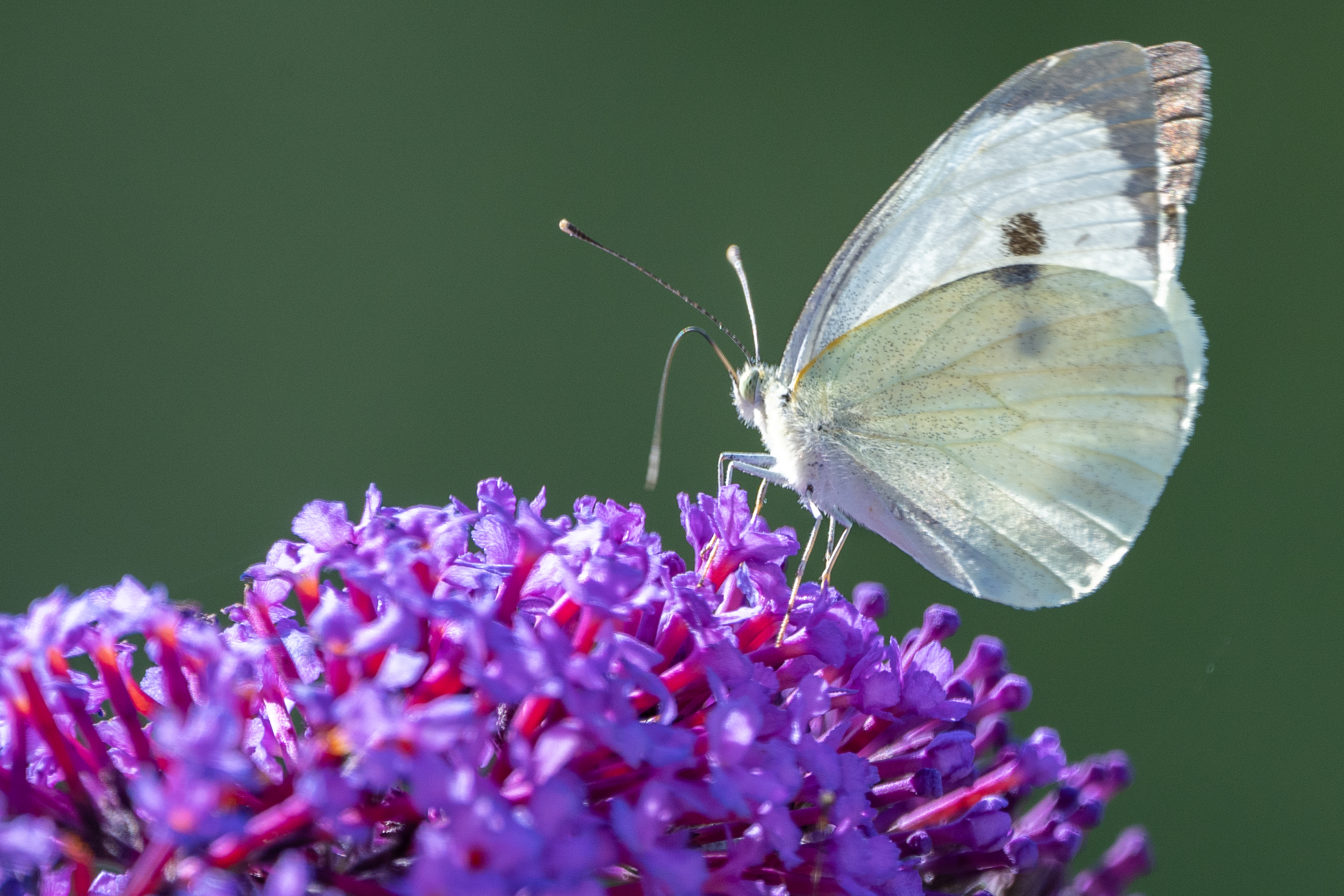 Falter des Kohlweisslings auf einem Fliederzweig | Richi Brandenberger, Ruswil  