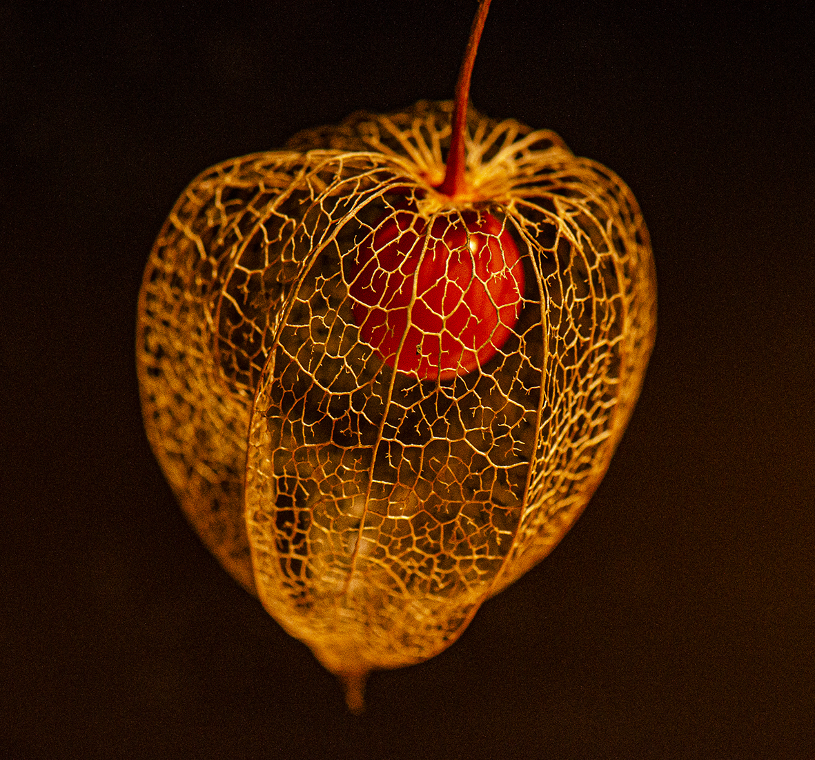 Die Blasenkirsche verabschiedet sich mit einem Natur-Kunstwerk in den Winter. | Josef Roman Hirsiger, Obernau