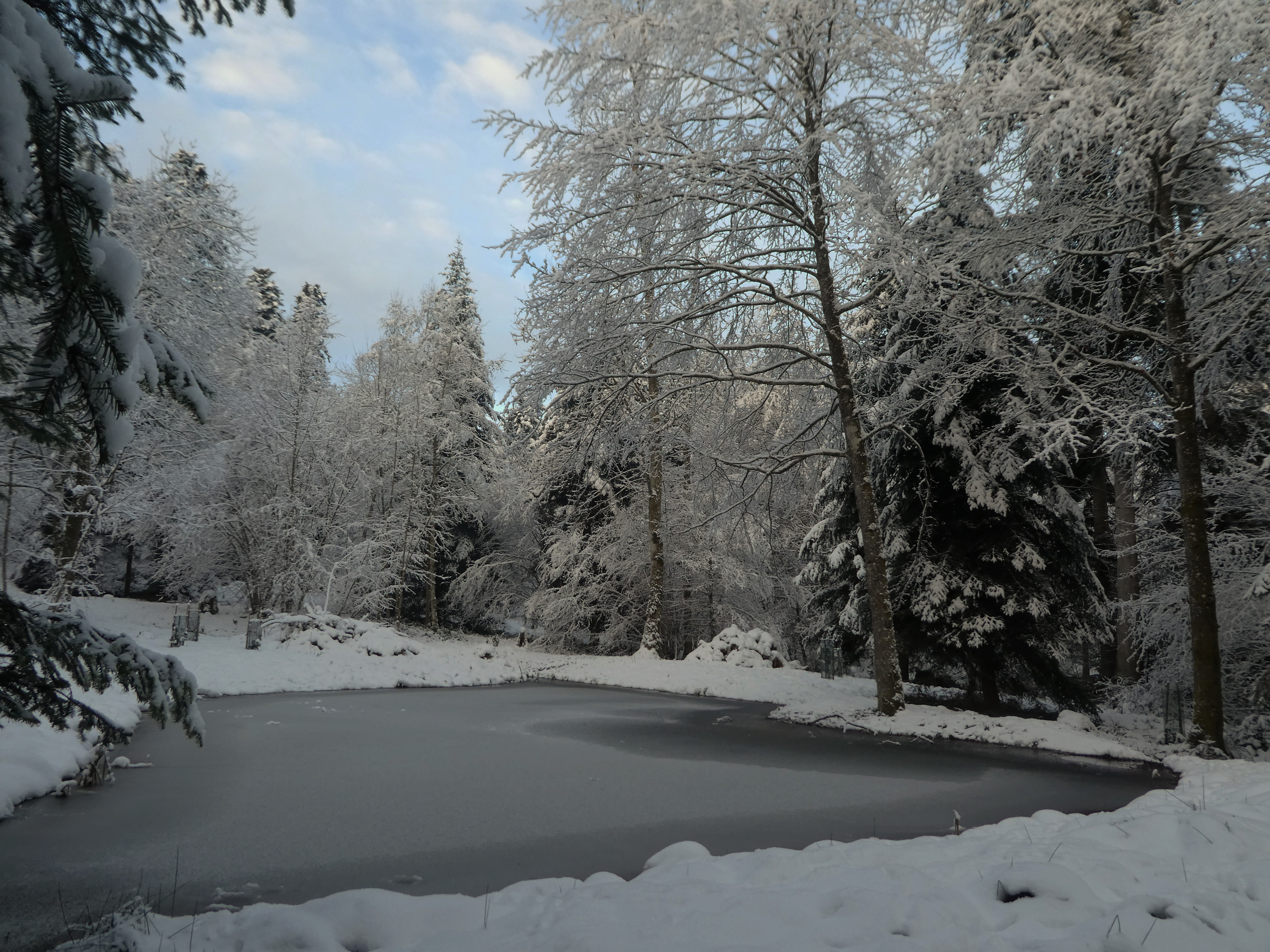 Die Sonne färbt gelblich den Himmel, der sich im Weiher spiegelt (Schächbelerwald, Ruswil). | Josy Steinmann