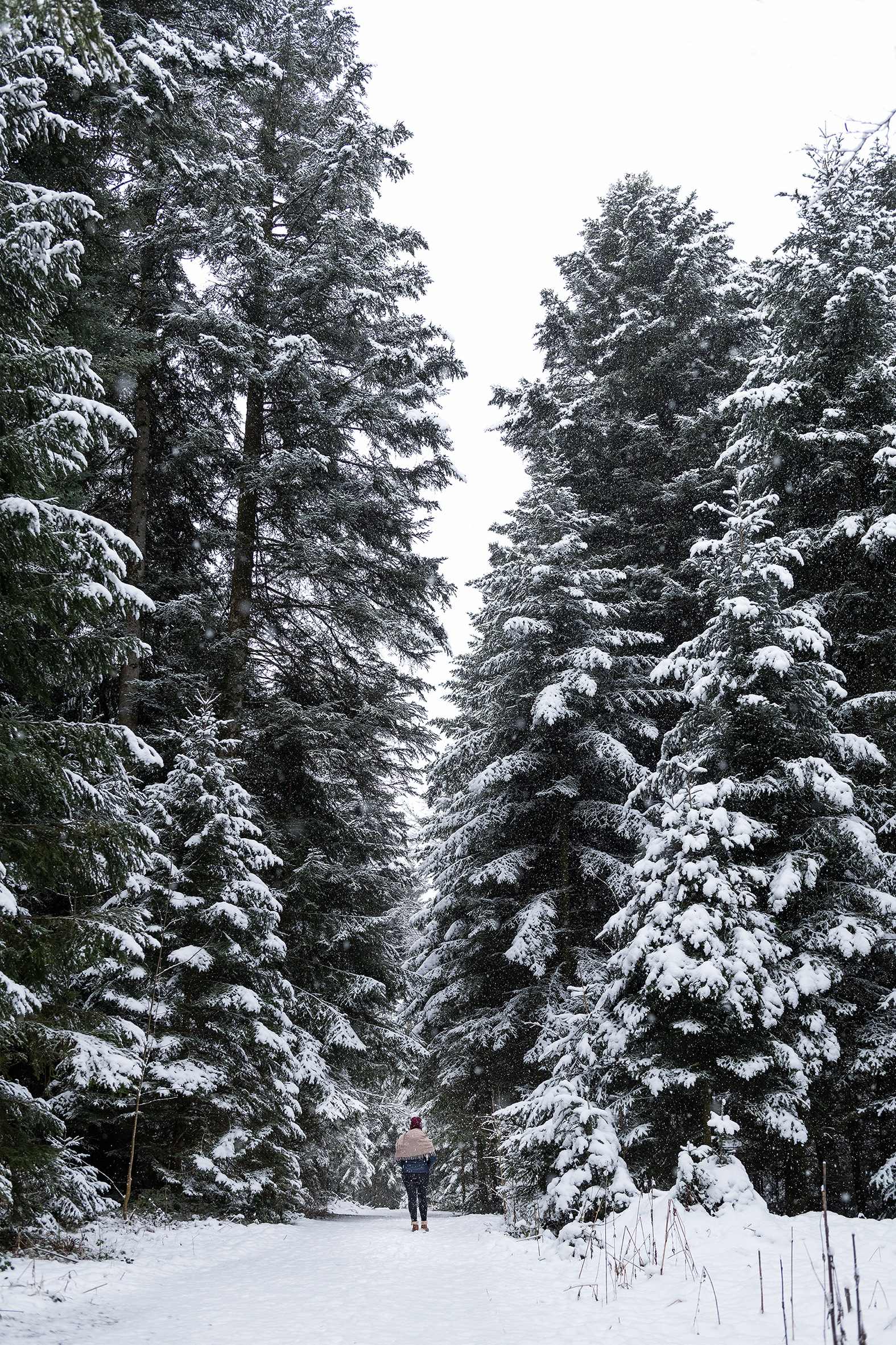 Auch bei Schneefall ist ein Spaziergang im Wald wie ein Wintermärchen! | Stefan Dubach, Ruswil
