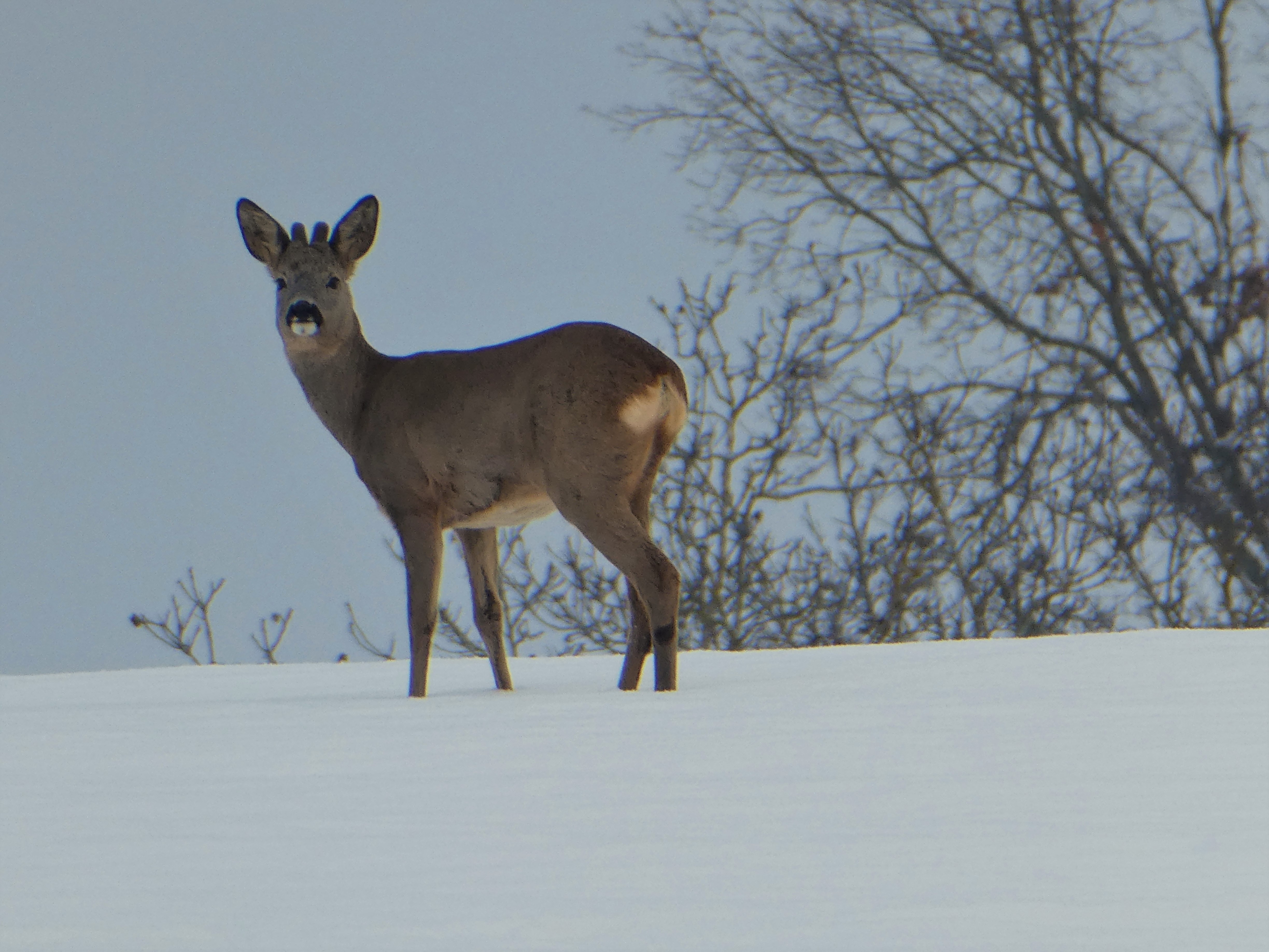 Begegnung beim Morgenspaziergang mit einem Reh im Gebiet Wisstanne, Ruswil | Josy Steinmann, Ruswil