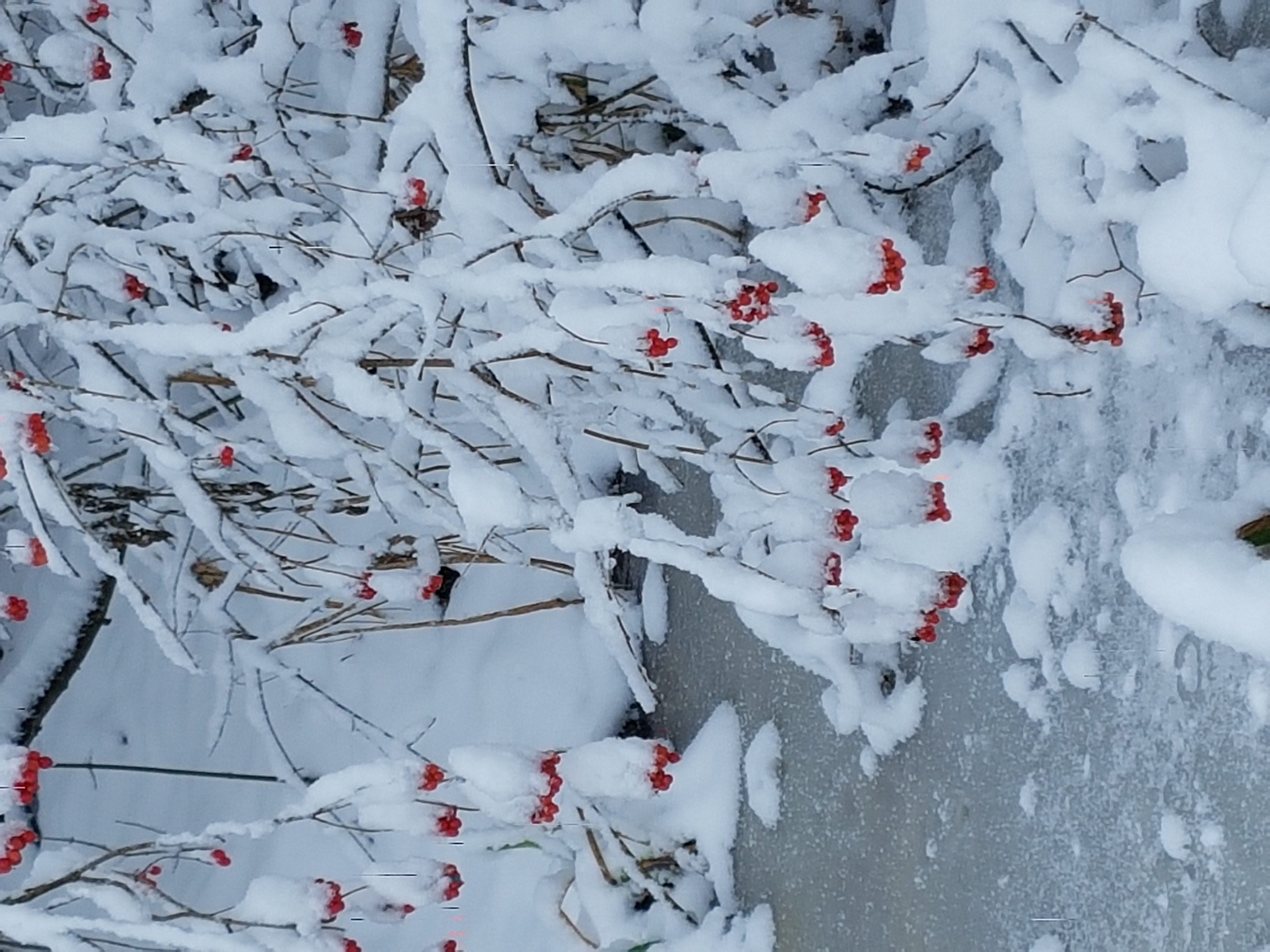 Rote Vogelbeeren in winterlicher Stimmung. Aufnahme im Naturlehrgebiet Buchenwald Ettiswil. | Emilie Koller, Grosswangen