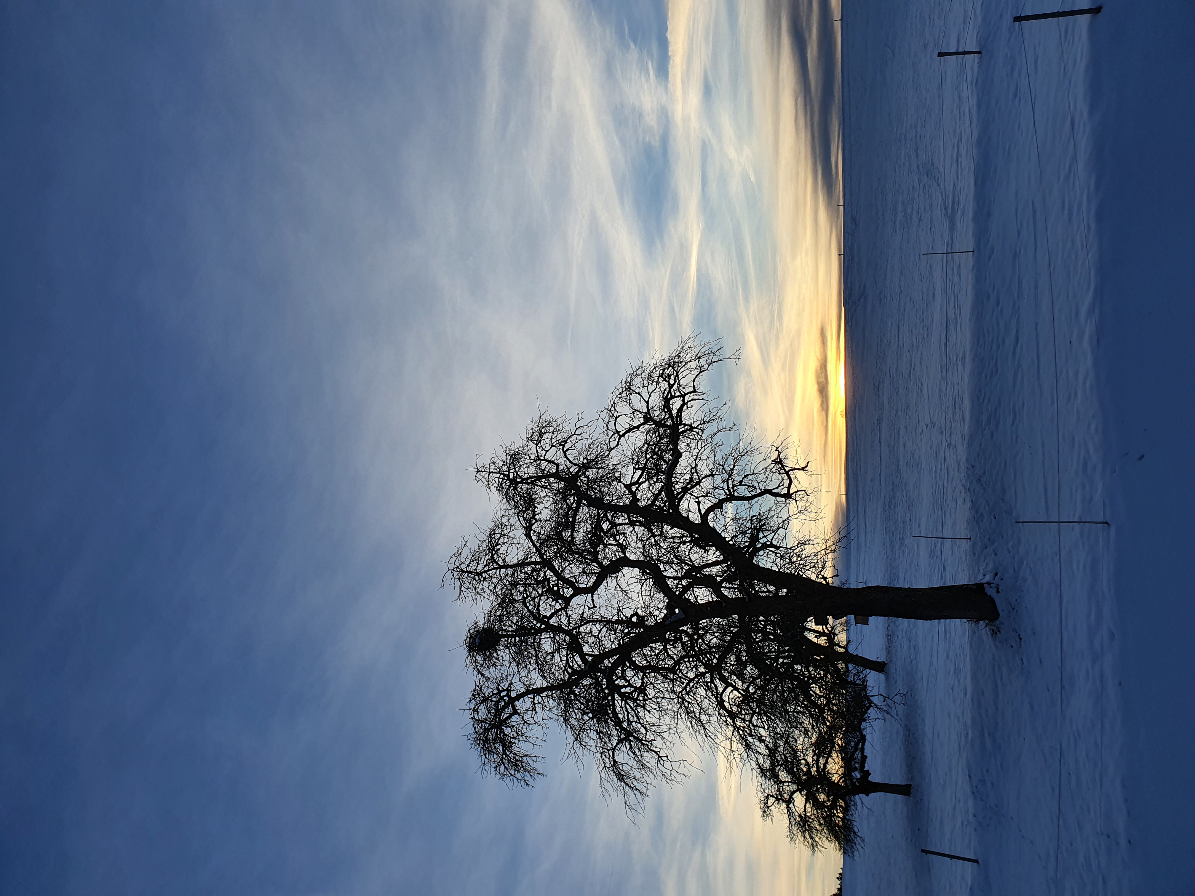 Baum im Sonnenuntergang in Sigigen.  | Sandra Krummenacher, Sigigen