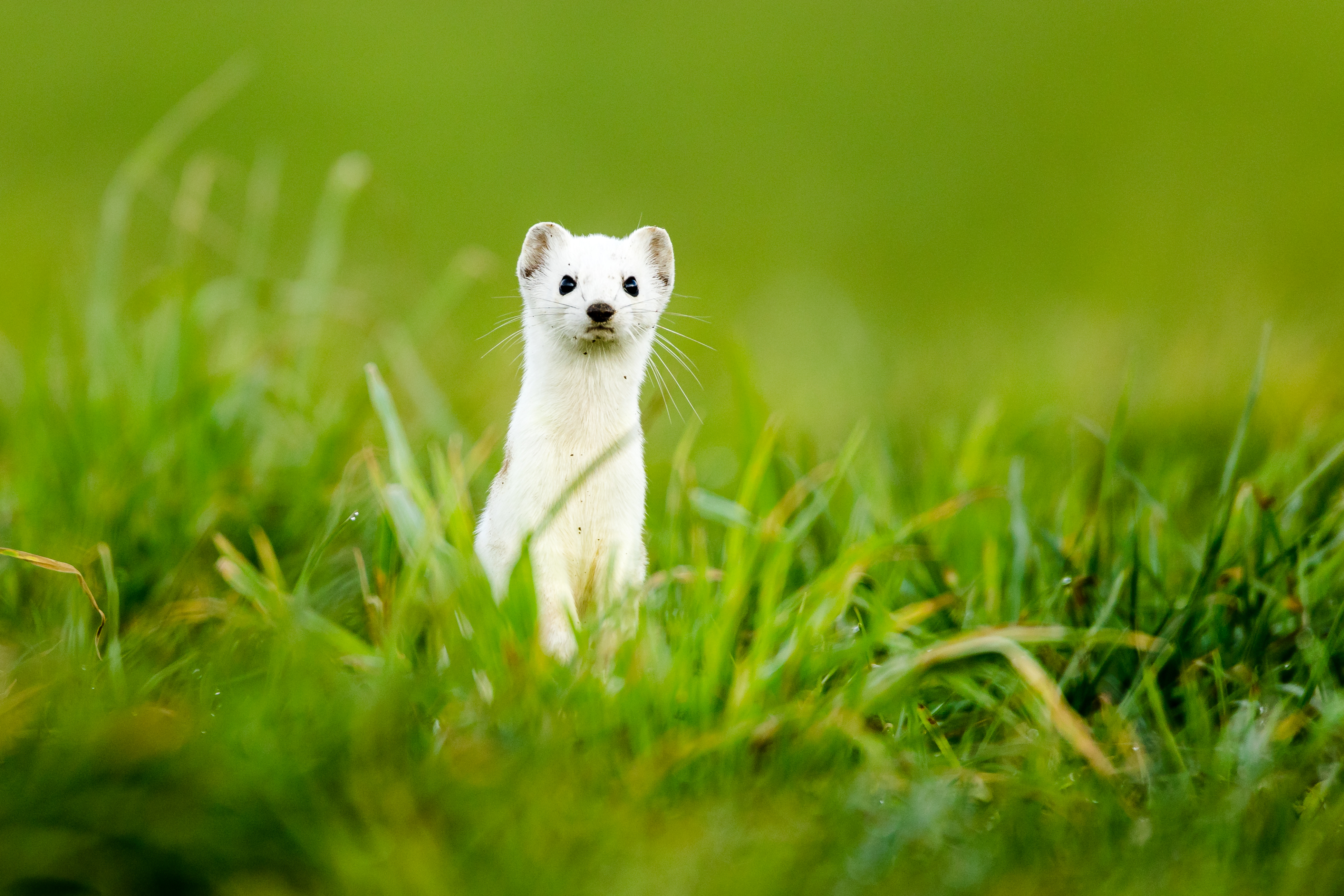 Am Sonntag, 7. Februar 2021, ist es dem Ruswiler Dominik Schmidli gelungen, ein Hermelin im Winterkleid zu fotografieren. Die Aufnahme wurde an der Gemeindegrenze von Ruswil zu Nottwil, im Oberen Merzeberg, aufgenommen.  | Foto Dominik Schmidli, Ruswil