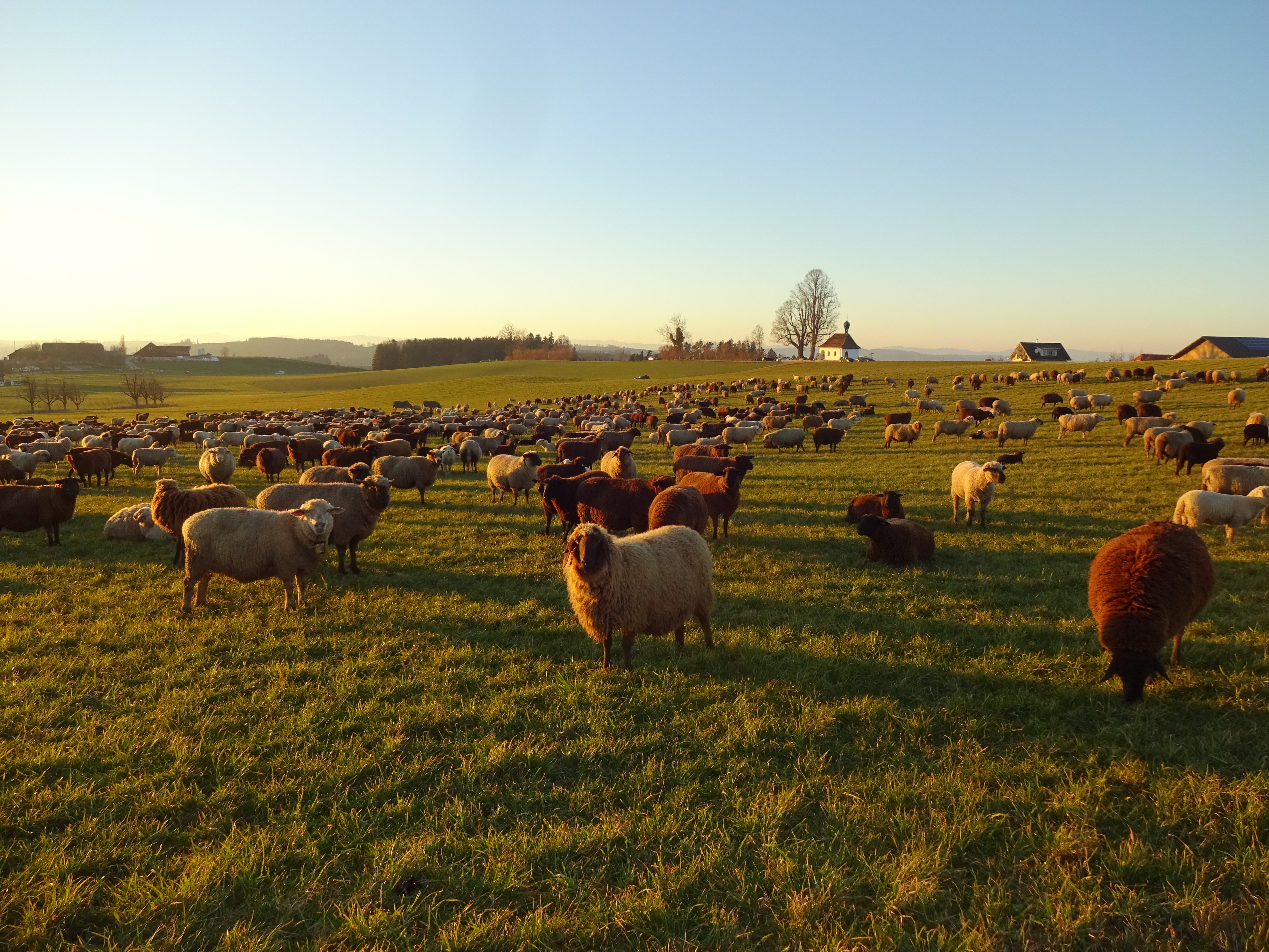 Wanderschäfer Ernst Vogel aus Schwarzenberg war mit seiner Wanderschafherde in der Nähe der Flüss-Kapelle unterwegs. Aufnahme: 21. Februar 2021 | Urs Amrein, Ruswil 