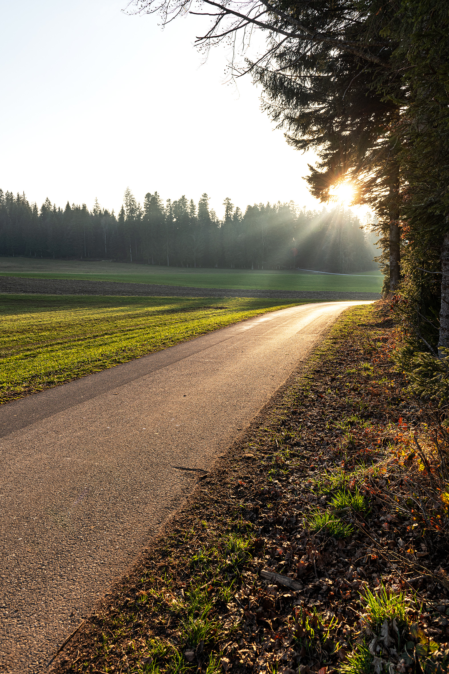 Letzte Februarsonne beim Simeliwald in Sigigen | Stefan Dubach, Ruswil 