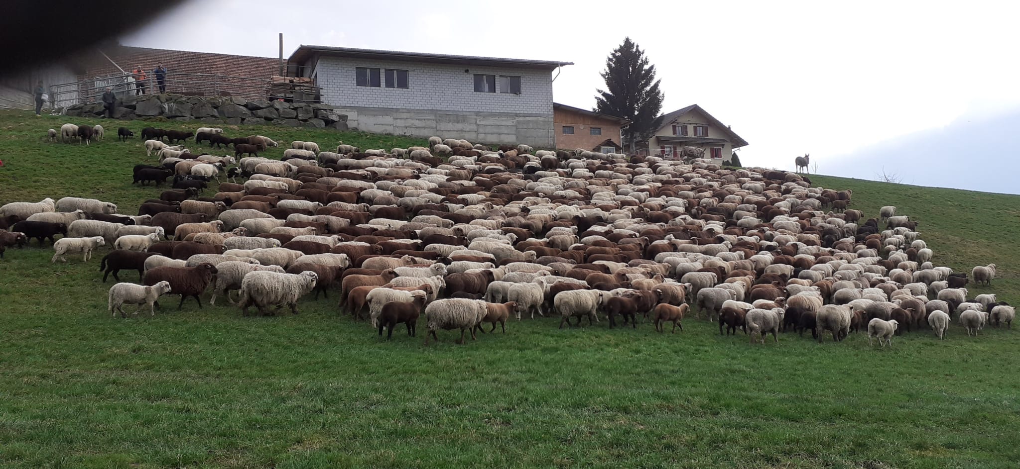 Der Schafhirt ist unterwegs  | Mario Portmann, Ruswil (Aufnahme: 7. März 2021) 