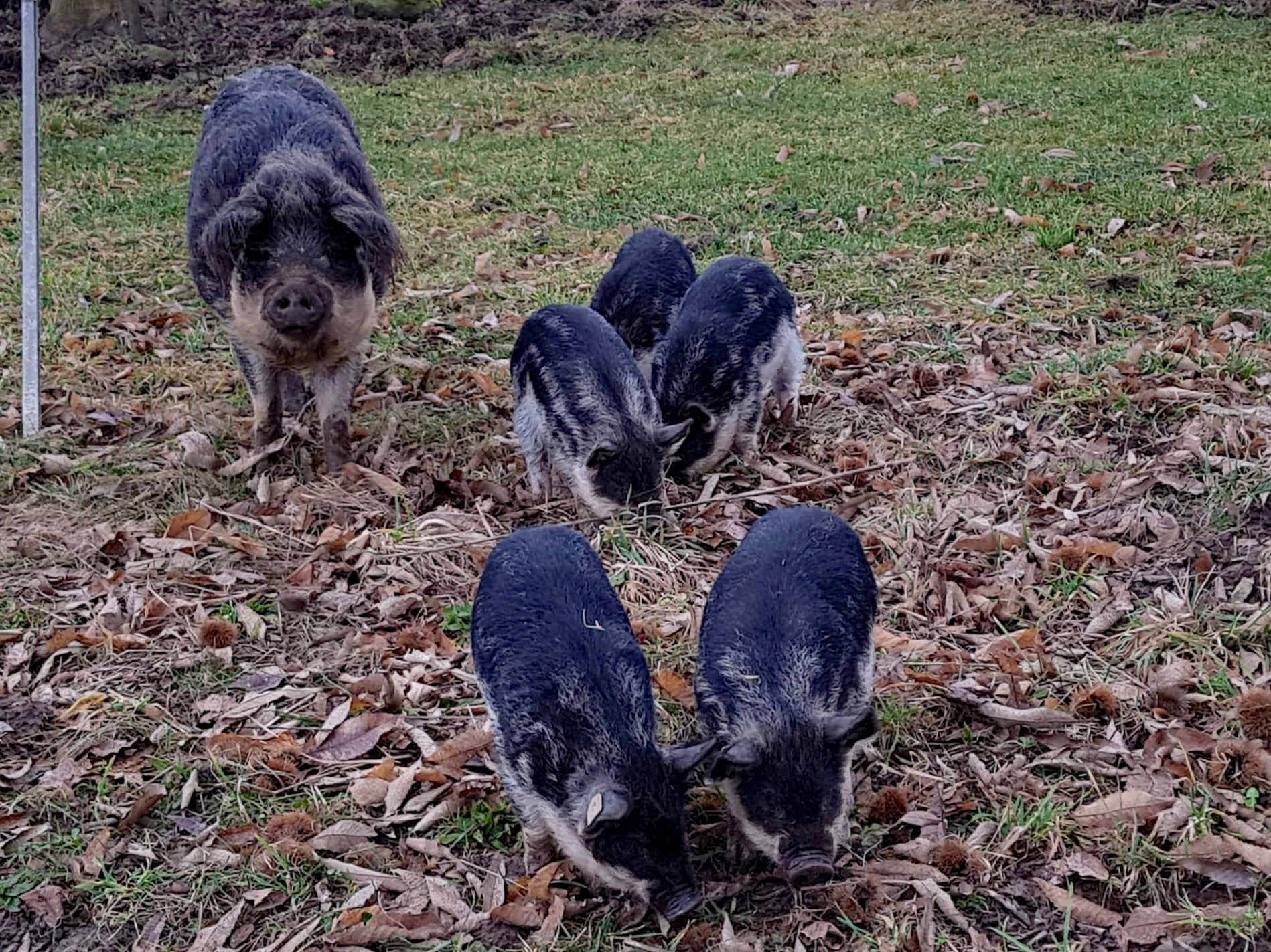Wollschwein mit seinen Jungen beim morgendlichen Frühstück. | Emilie Koller, Grosswangen