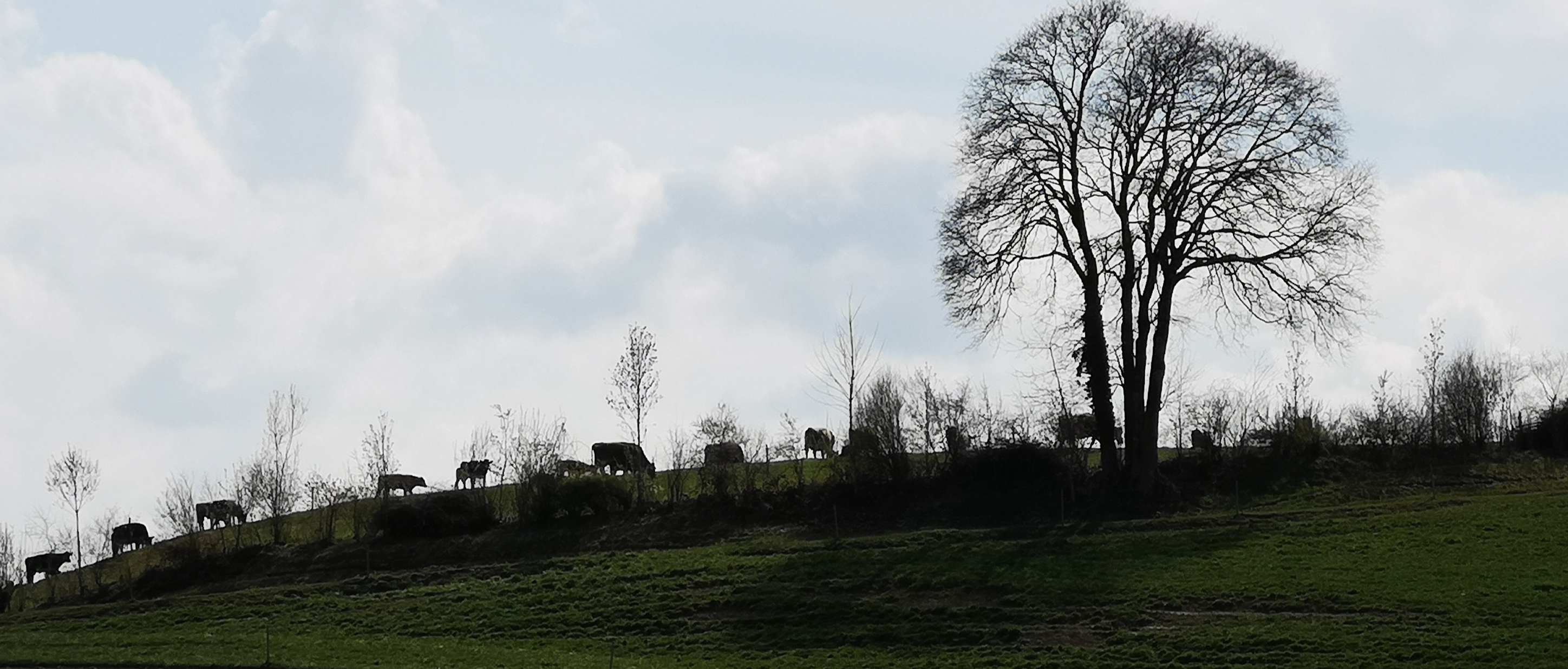 Hauptprobe zum "Alpaufzug" im Grabe in Sigigen. | Martin Kohler, Rüediswil