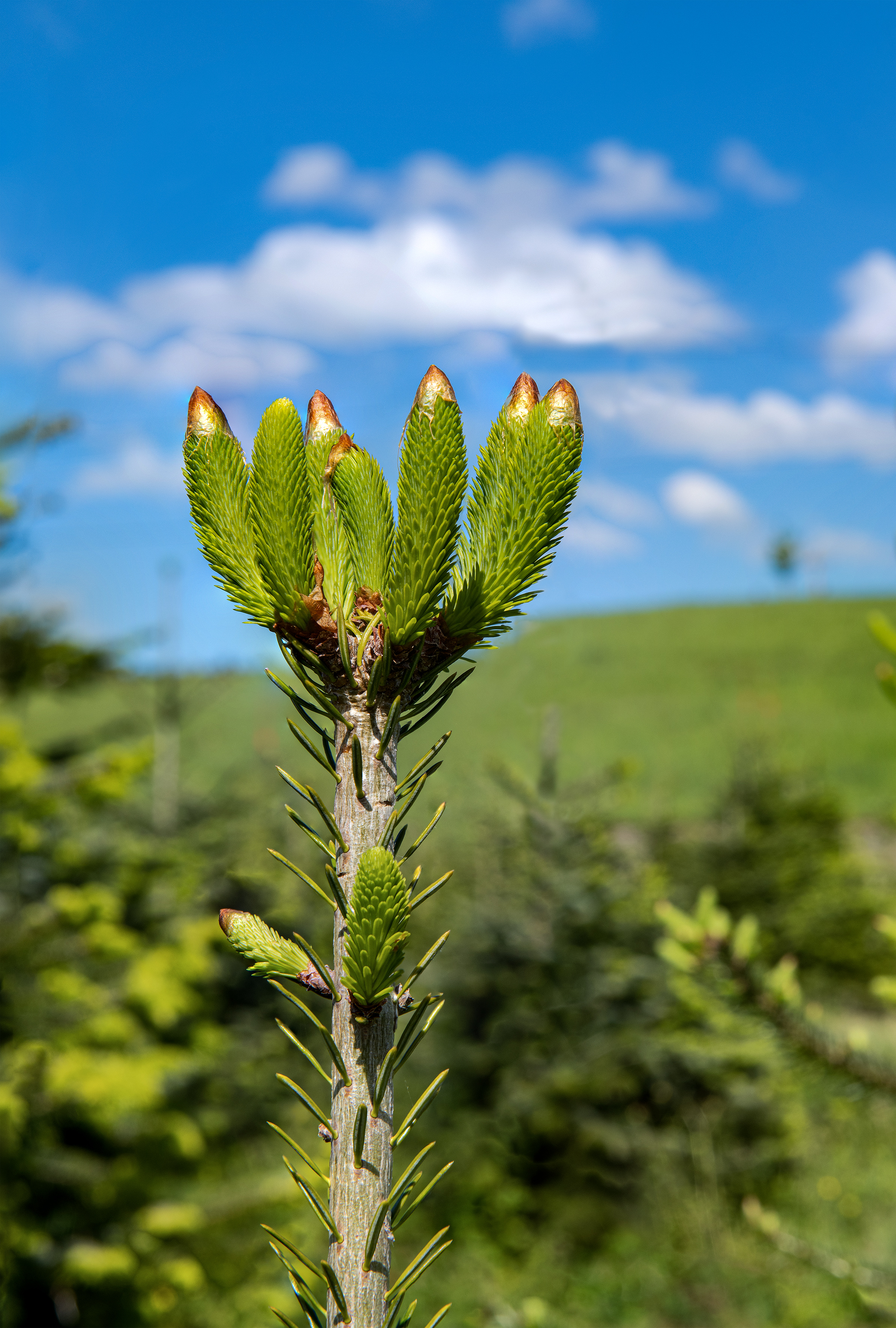 Zeichen des Frühlings in einer Christbaumanlage. | Stefan Dubach, Ruswil