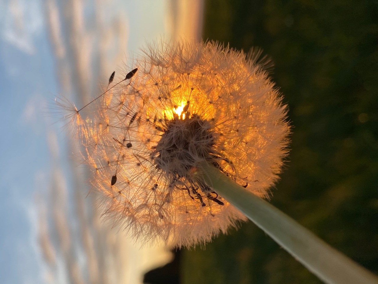 Ein verwelkter Löwenzahn im Abendlicht. | Renate Mueller, Ruswil