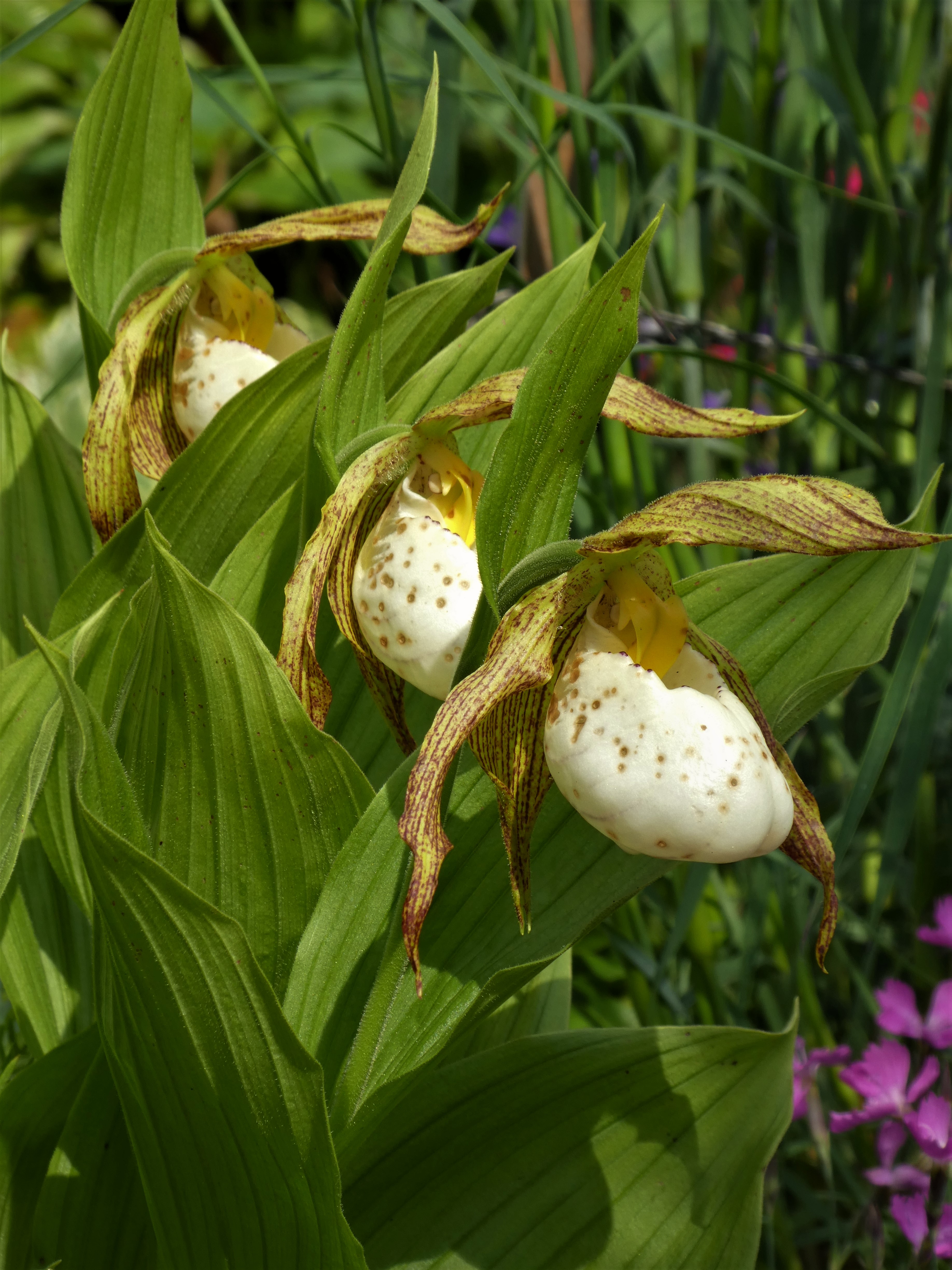 Bild aus dem Blumengarten von Lydia Glanzmann, Wolhuserstrasse 21, Ruswil. | Foto Josy Steinmann, Ruswil