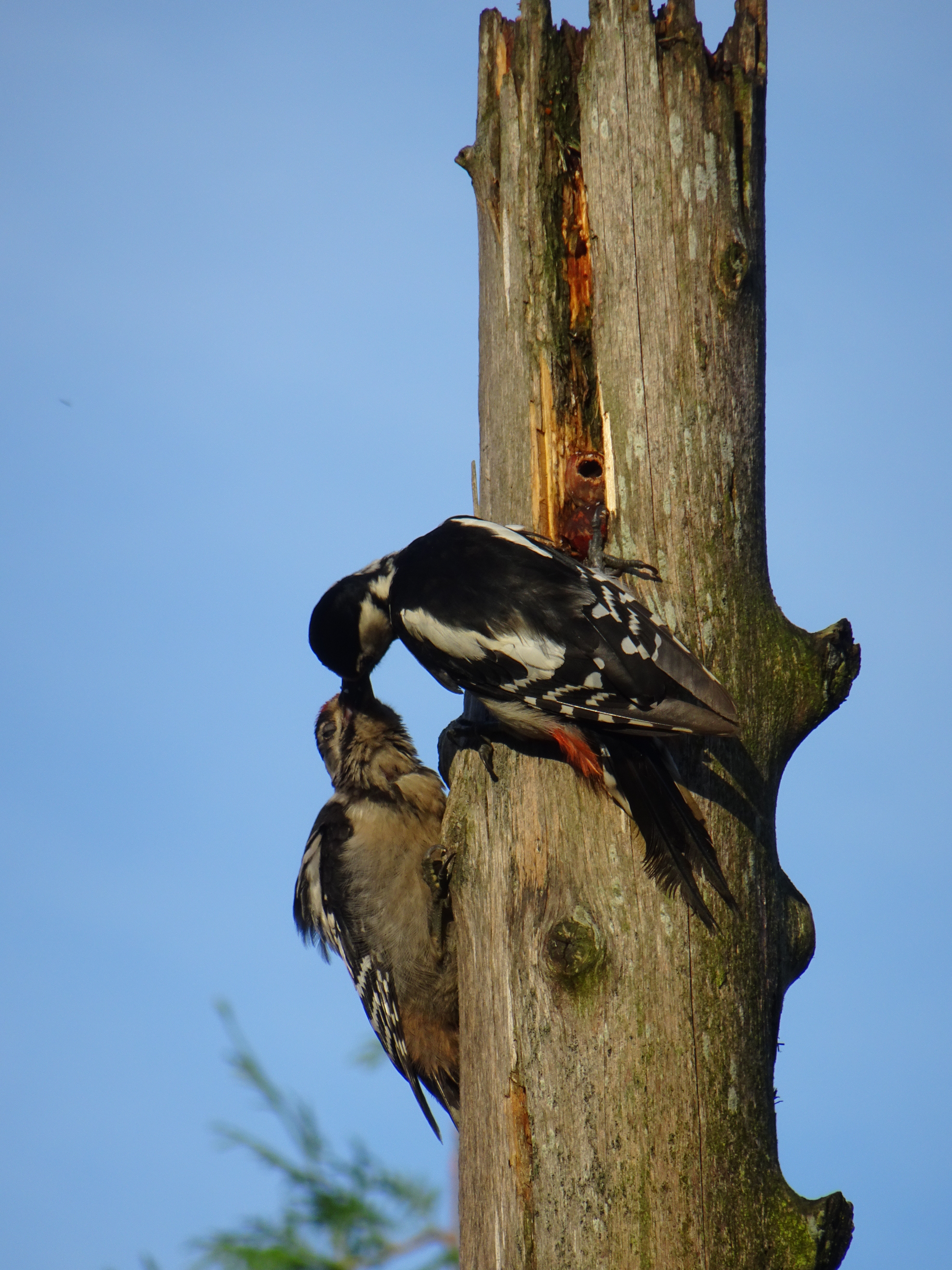 Frau Buntspecht füttert einen Jungspecht am Bäremattweg 7 in Ruswil. | Urs Amrein, Ruswil
