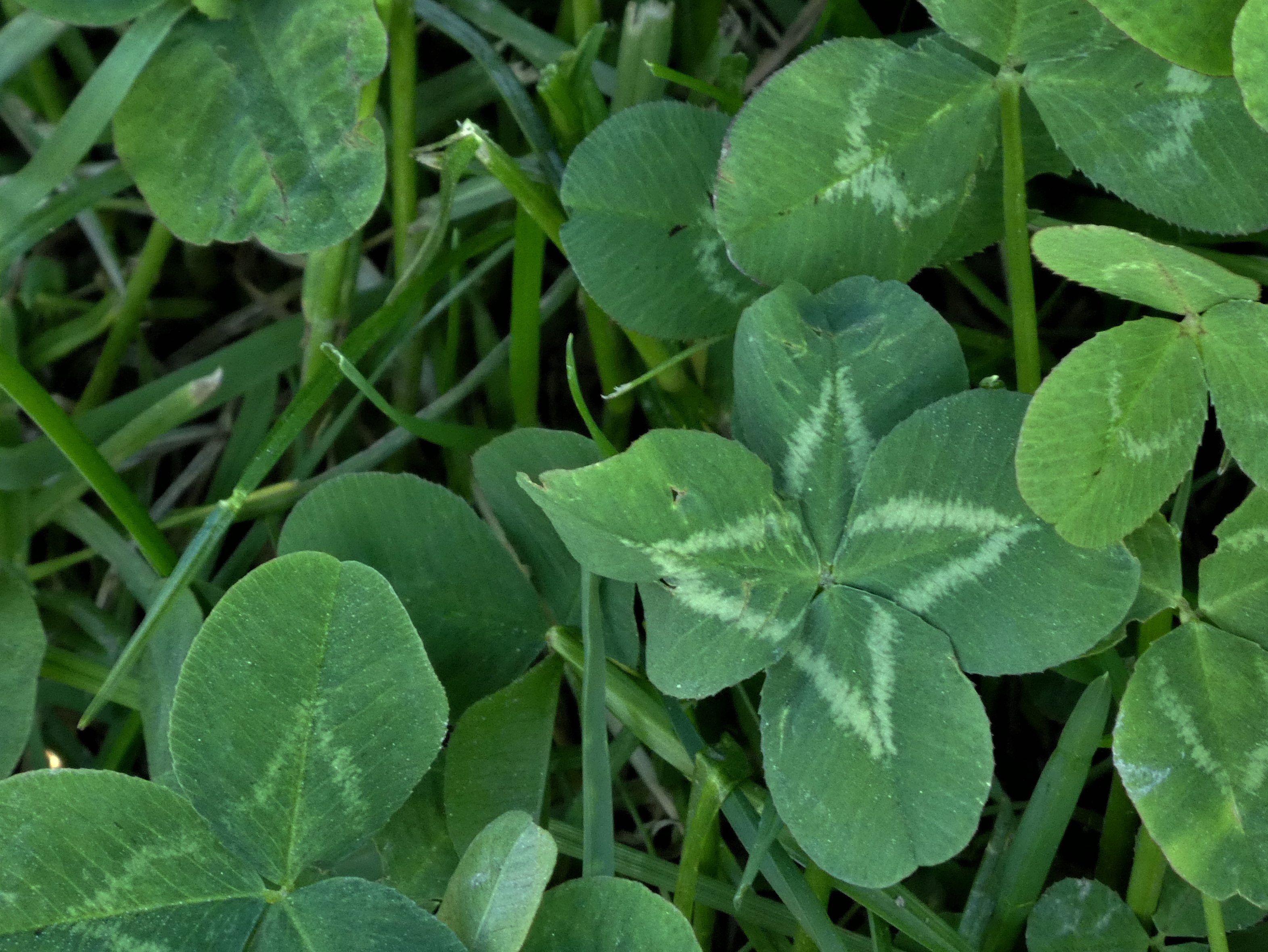 Vierblättriges Kleeblatt, fotografiert im Schützeberg, Ruswil.  | Josy Steinmann, Ruswil