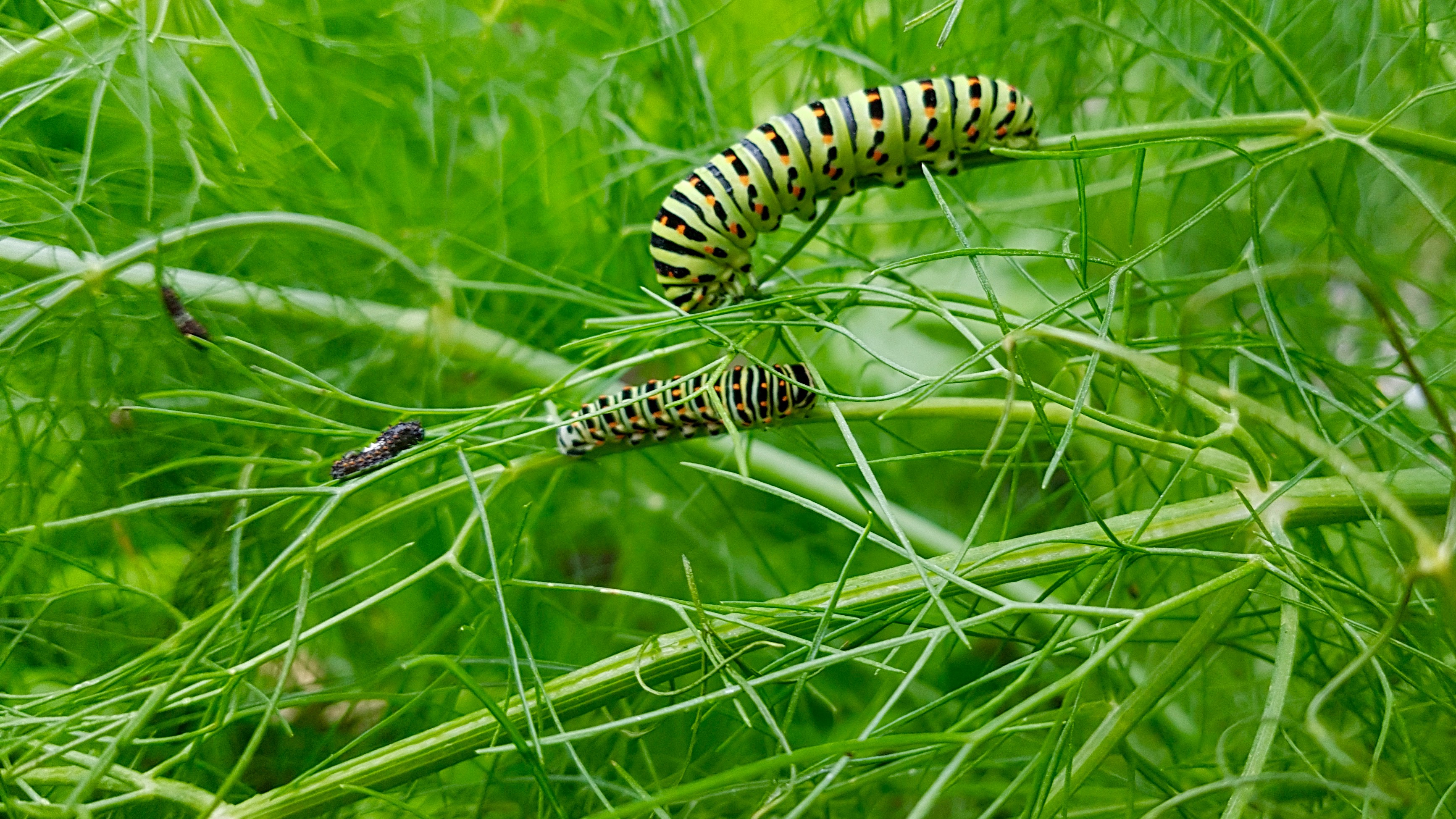Junge und ältere Schwalbenschwanz-Raupen auf dem Fenkelstock. Aufgenommen auf dem Hochbeet am 28. August 2021.   | Toni Koller, Grosswangen 