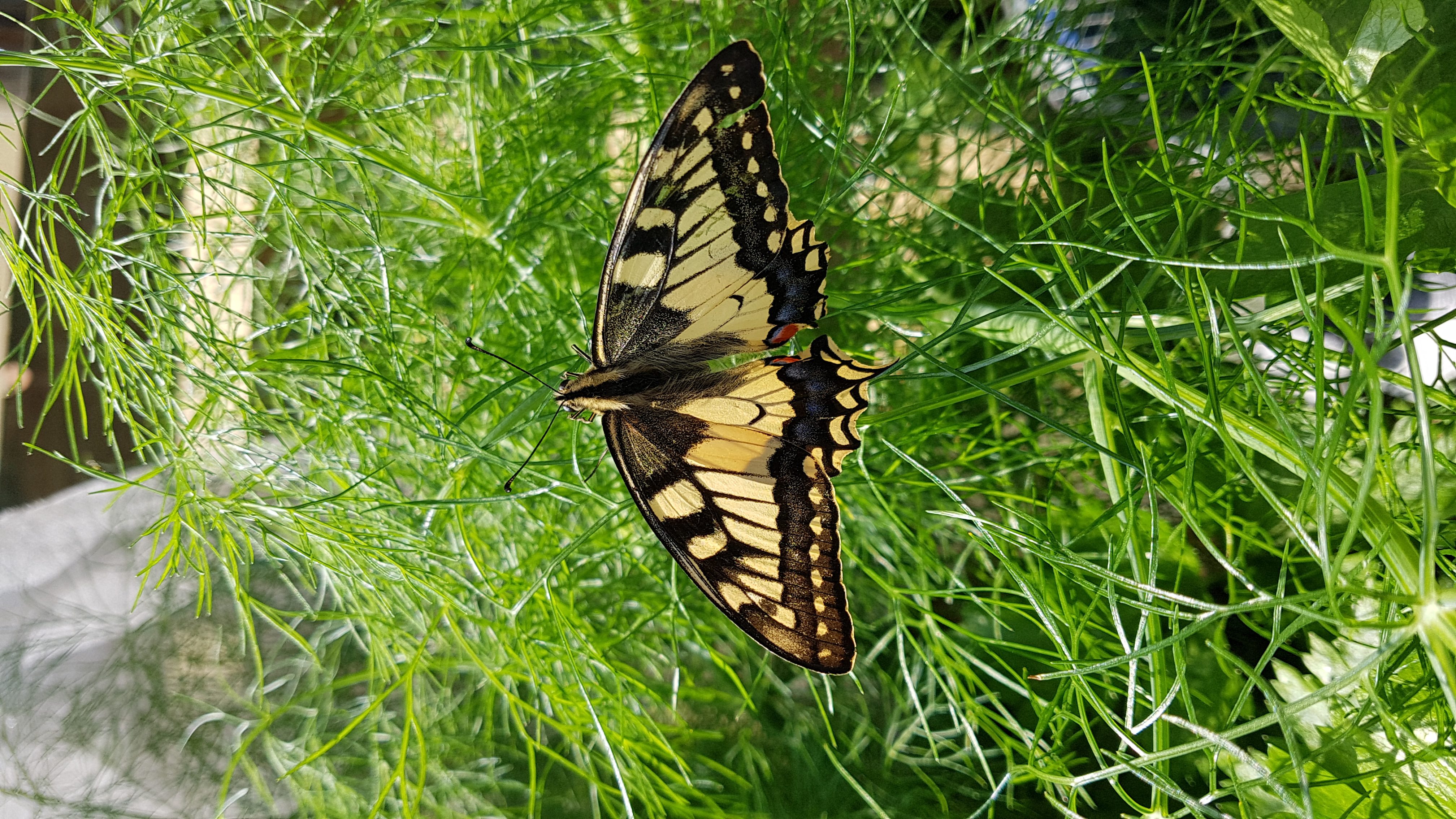 Der Schwalbenschwanz-Schmetterling zählt zudem schönsten Tagesfaltern in Europa. Aufgenommen an Fenkelkraut im Hochbeet, 16. August 2021.  | Emilie Koller, Grosswangen 