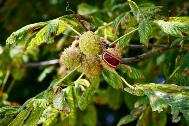 Mit Beginn der Herbstzeit fallen die ersten Kastanien vom Baum  | Toni Koller, Grosswangen
