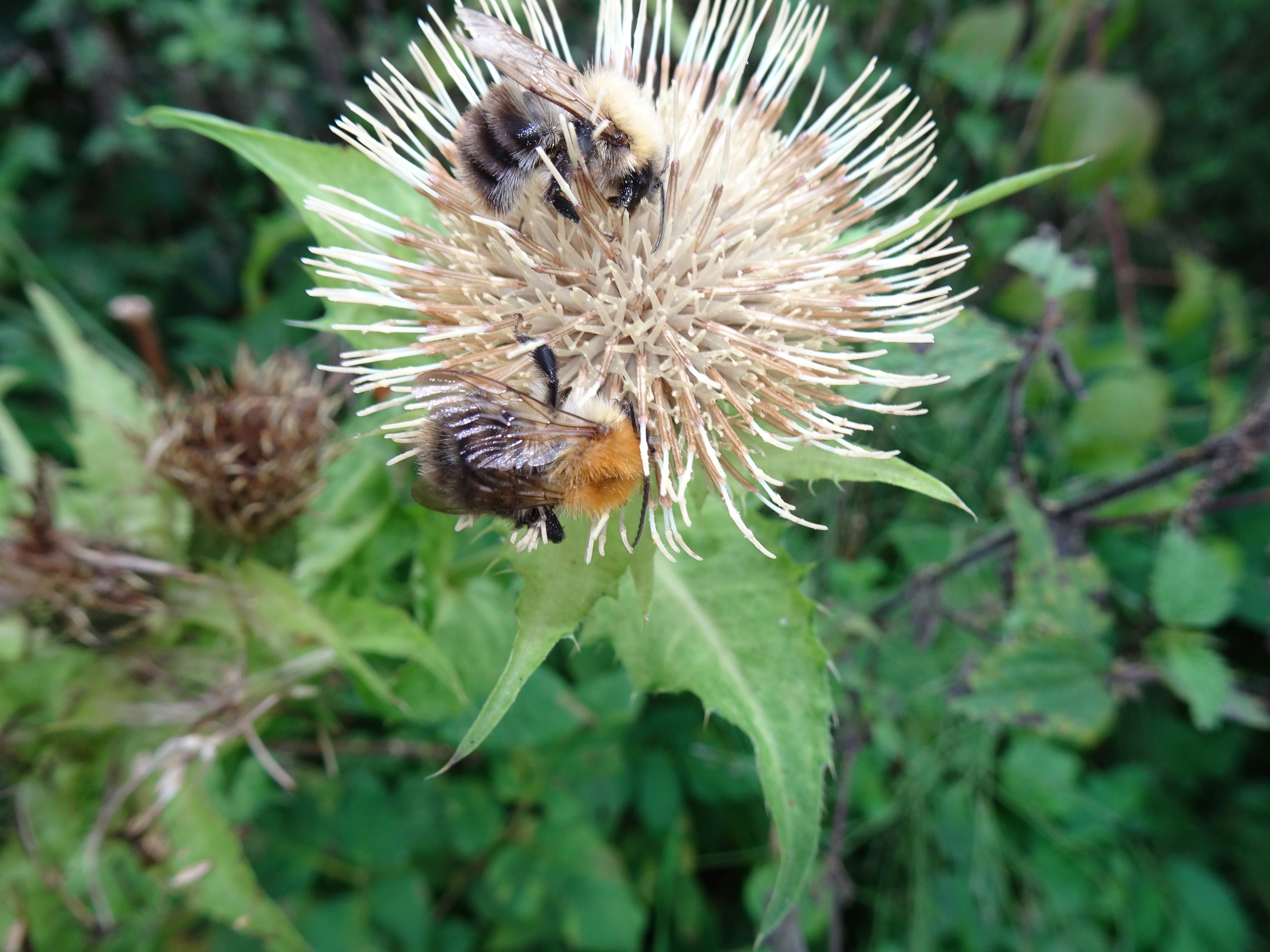 Zwei Hummeln auf einer Kohl-Kratzdistel (Cirsium oleraceum) am Schächbelerwaldrand, aufgenommen am 2. Oktober 2021 um 17.39 Uhr | Urs Amrein, Ruswil 