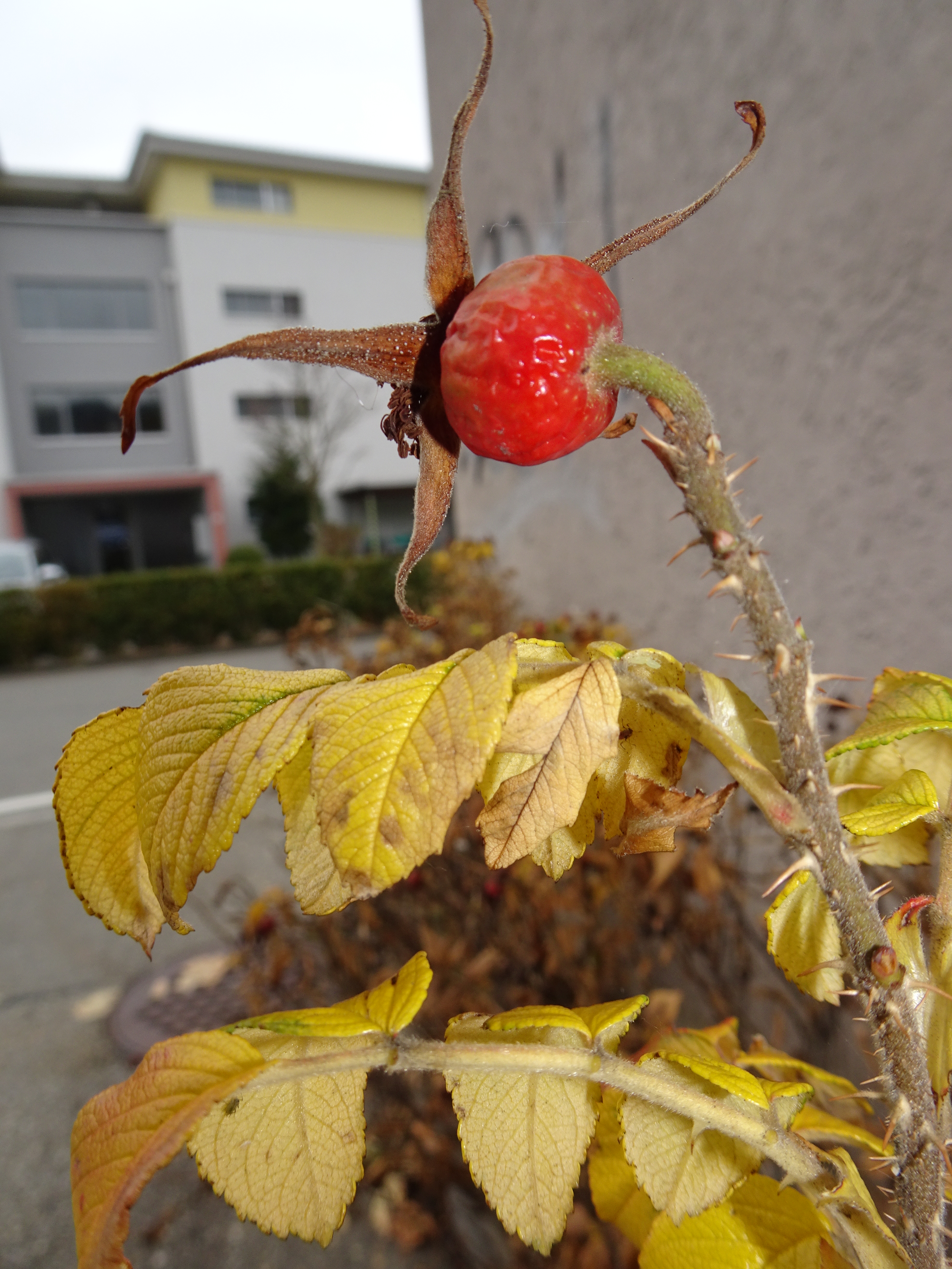 Auch dieses "Rösali“ konnte sich dem Herbst nicht widersetzen und wurde zur Hagenbutte | Urs Amrein, Ruswil