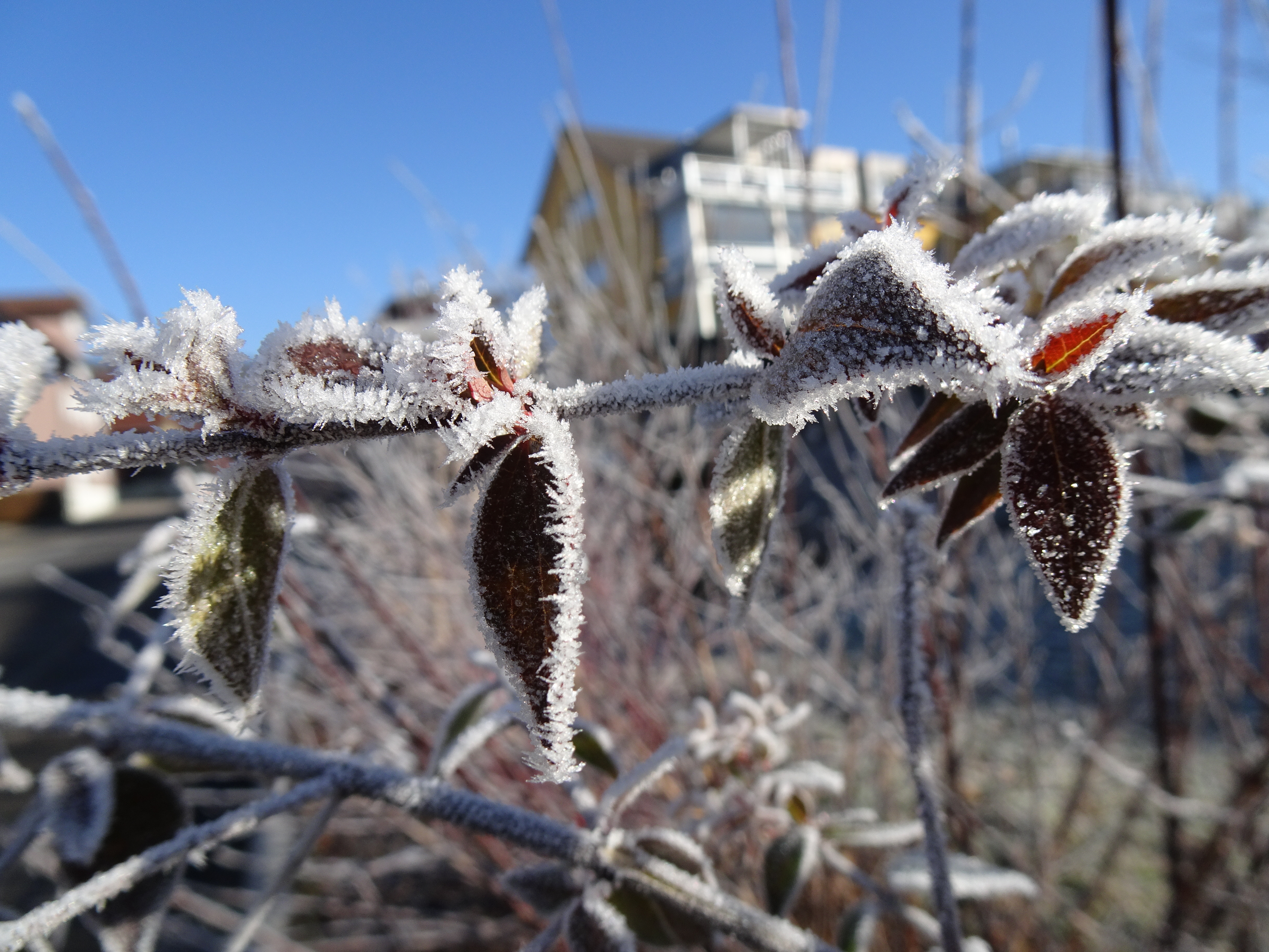 Morgentau an den Blättern einer Hecke | Urs Amrein, Ruswil