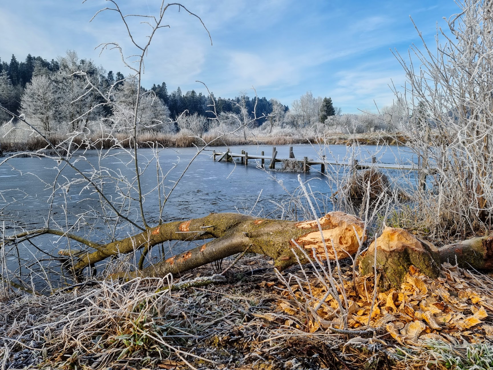 Weiherlandschaft Ostergau: Biber hat ganze Arbeit geleistet | Benedikta Rosenberg-Rogger, Grosswangen