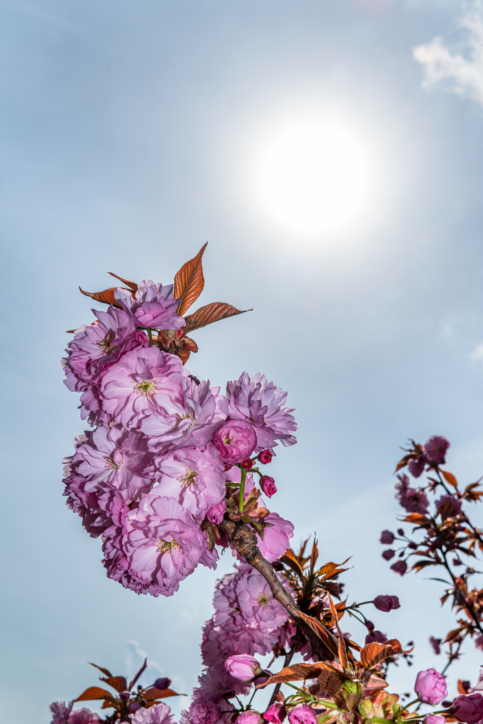 Wunderbares Blühen an Ostern im Garten  | Stefan Dubach, Ruswil 