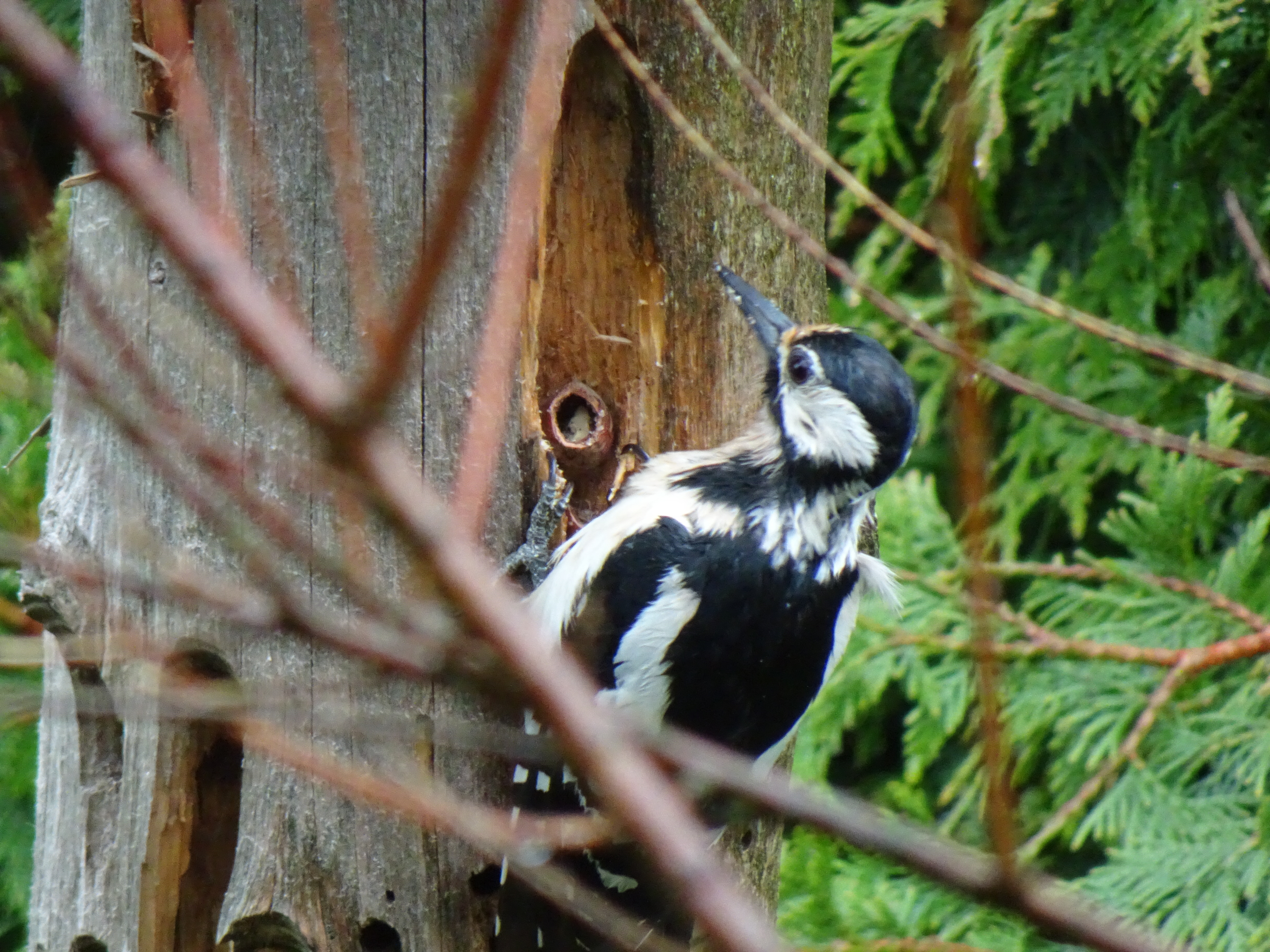 Frau Buntspecht beim Haselnuss aufhämmern, ihr Gefieder ist vom ständigen Regen pflotschnass.   | Urs Amrein, Ruswil 