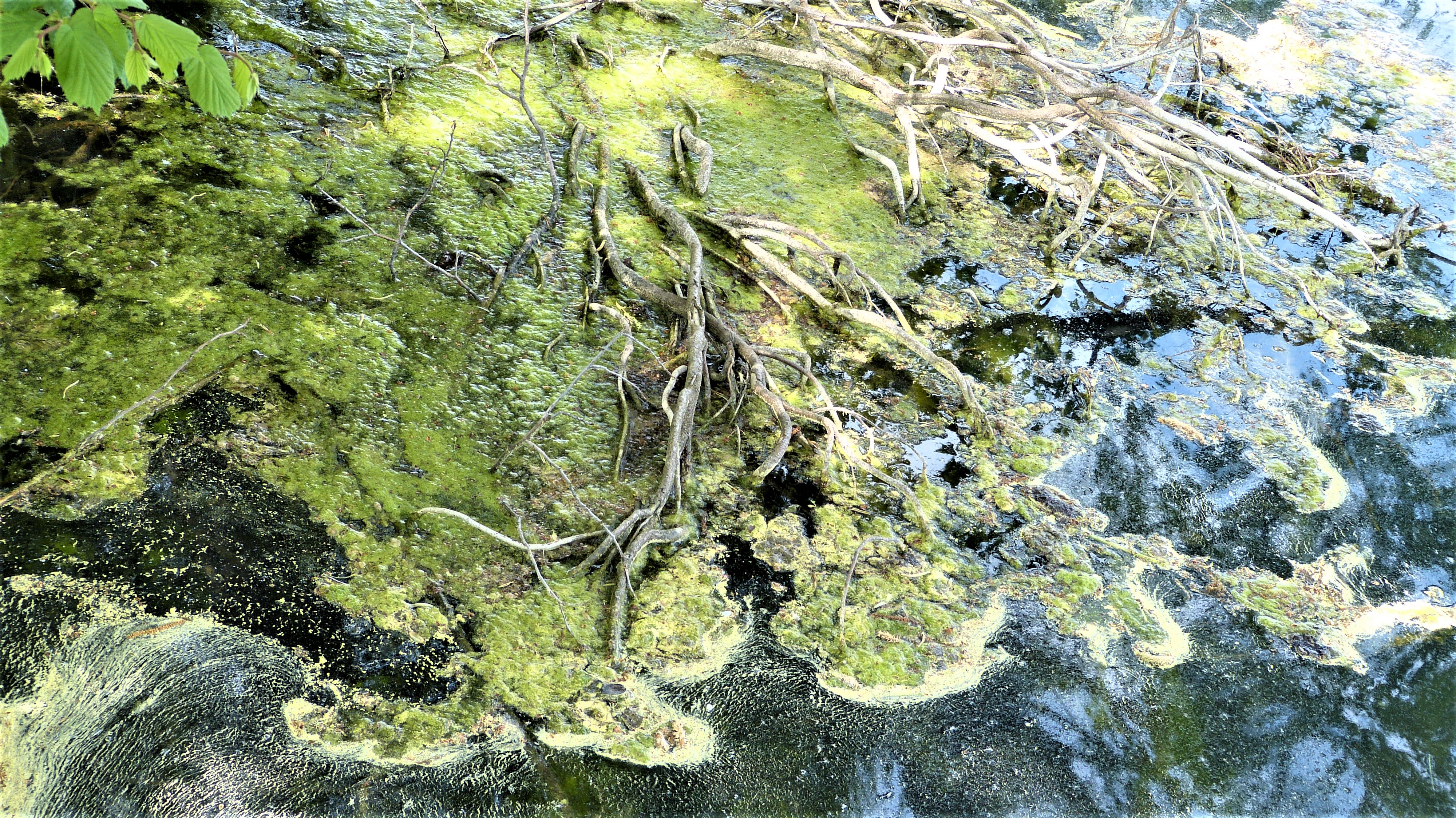 Natürliches Kunstgemälde im Soppensee mit Blütenstaub verziert | Josef Lustenberger, Wolhusen