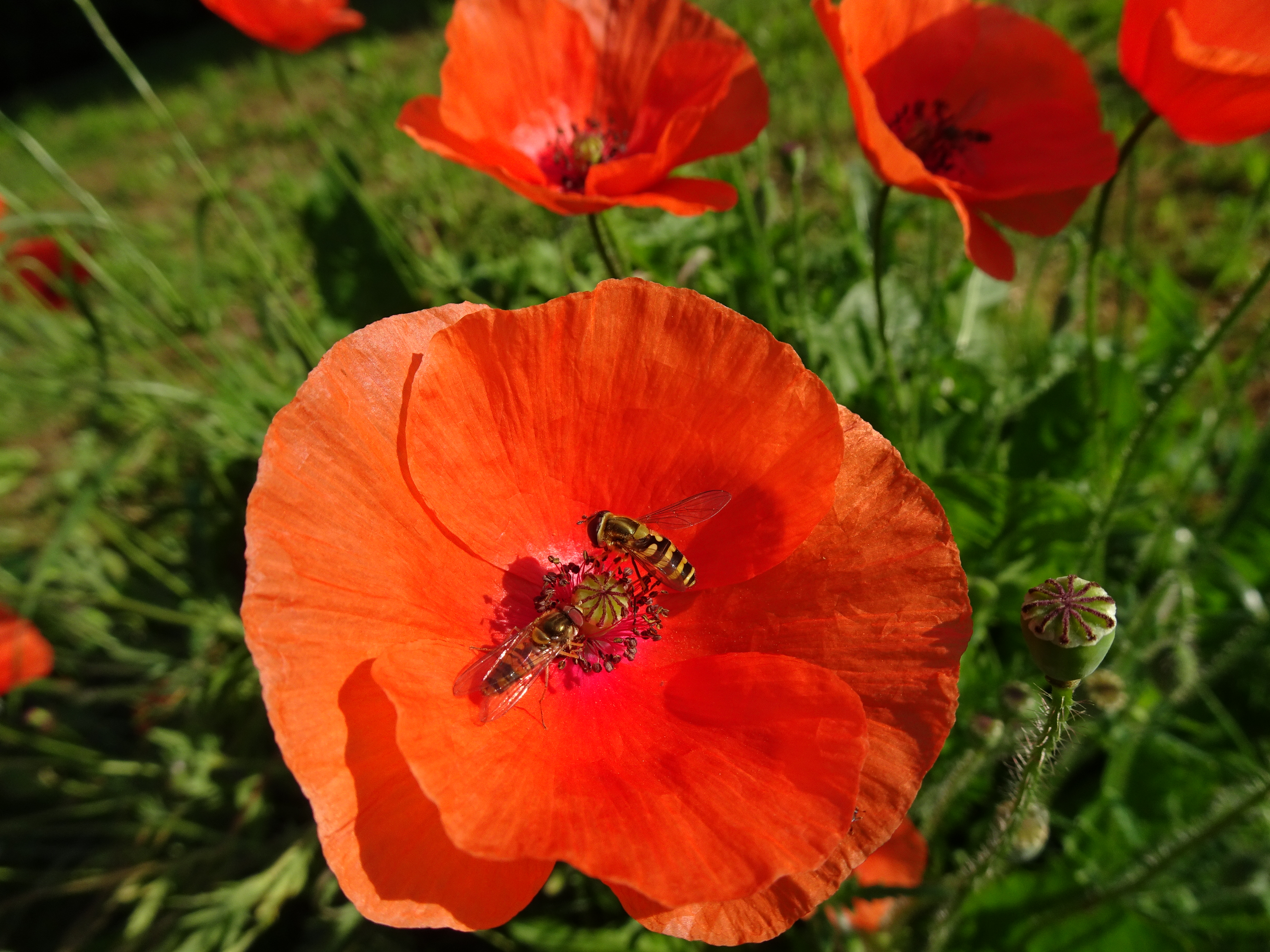 Zwei Schwebfliegen in derselben Mohnblüte, aufgenommen am 17. Juni 2022, um 8.46 Uhr am Bäremattweg 7 in Ruswil.  | Urs Amrein, Ruswil