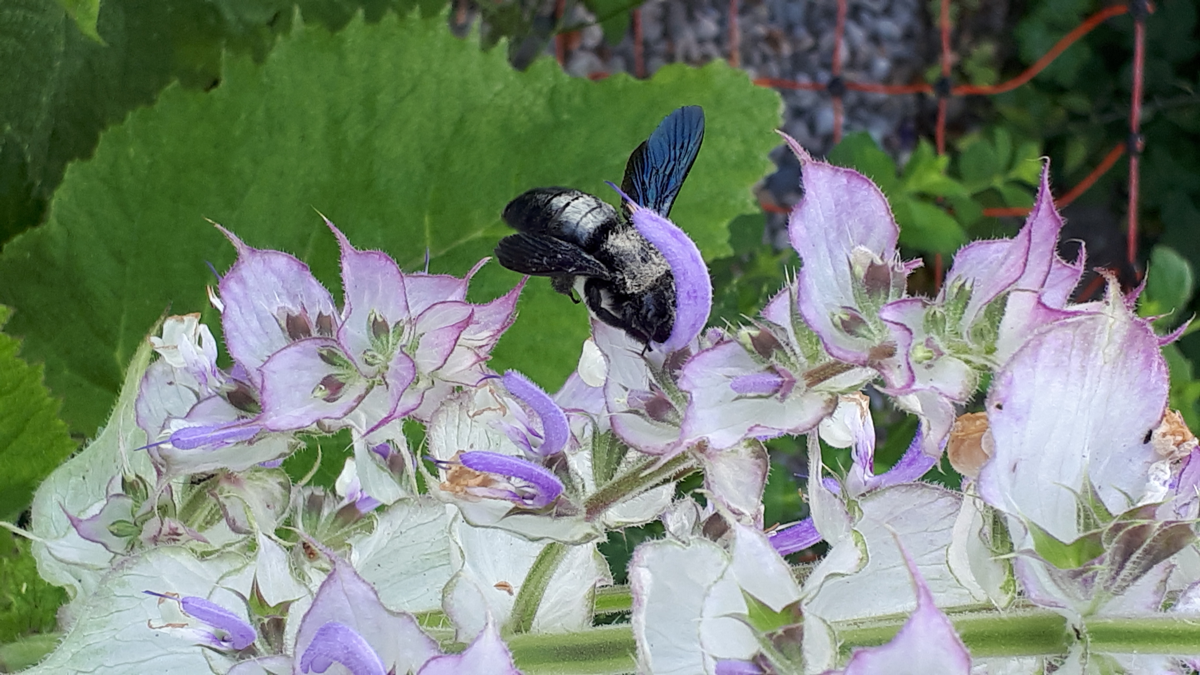 Die einheimische blauschwarze Holzbiene macht sich genüsslich an den Nektar des Muskatellersalbeis. | Belinda Egli-Husmann, Werthenstein