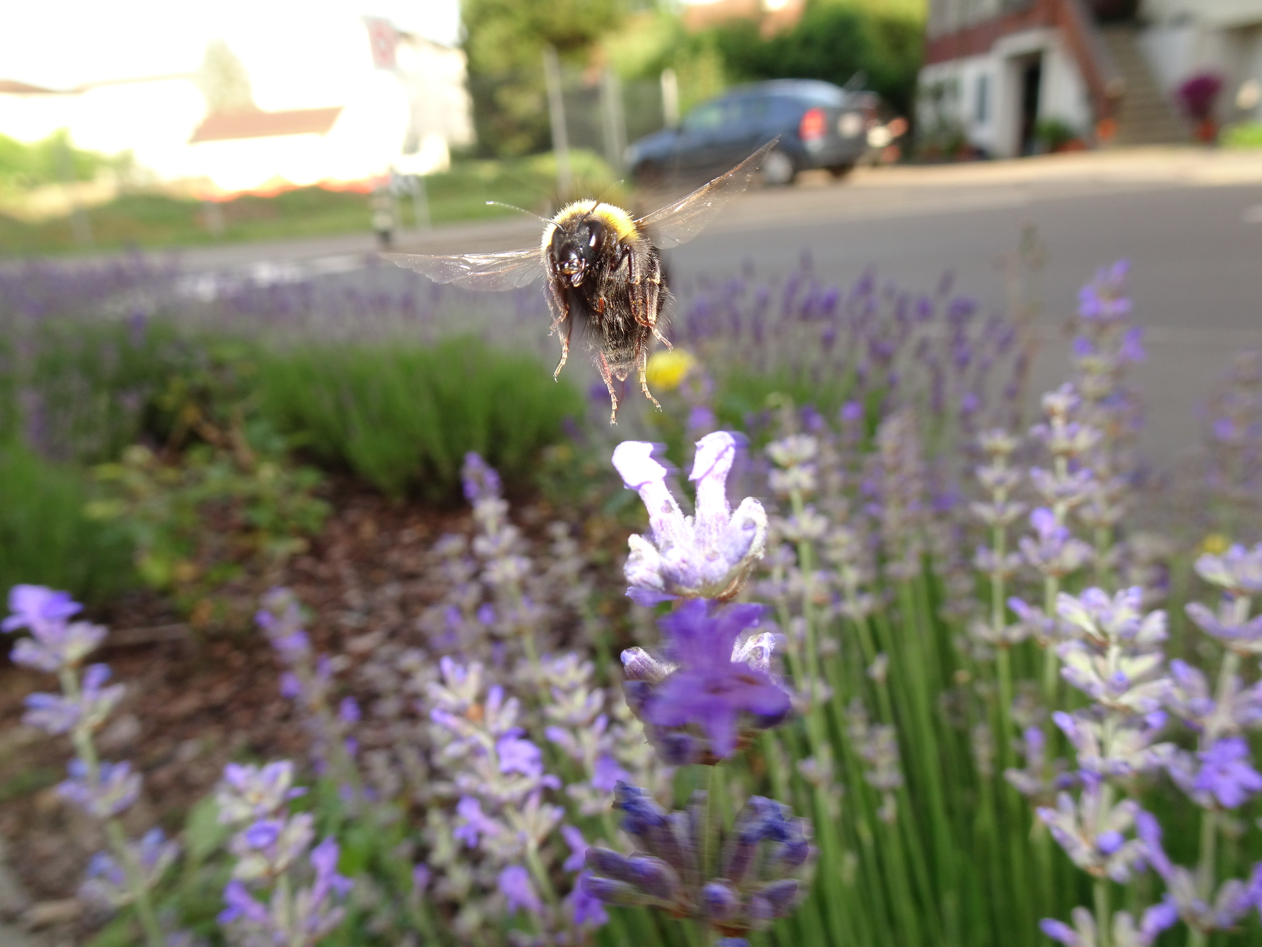Hummel im Landeanflug auf Lavendelblüten, aufgenommen am 18. Juni 2022  | Urs Amrein, Ruswil 