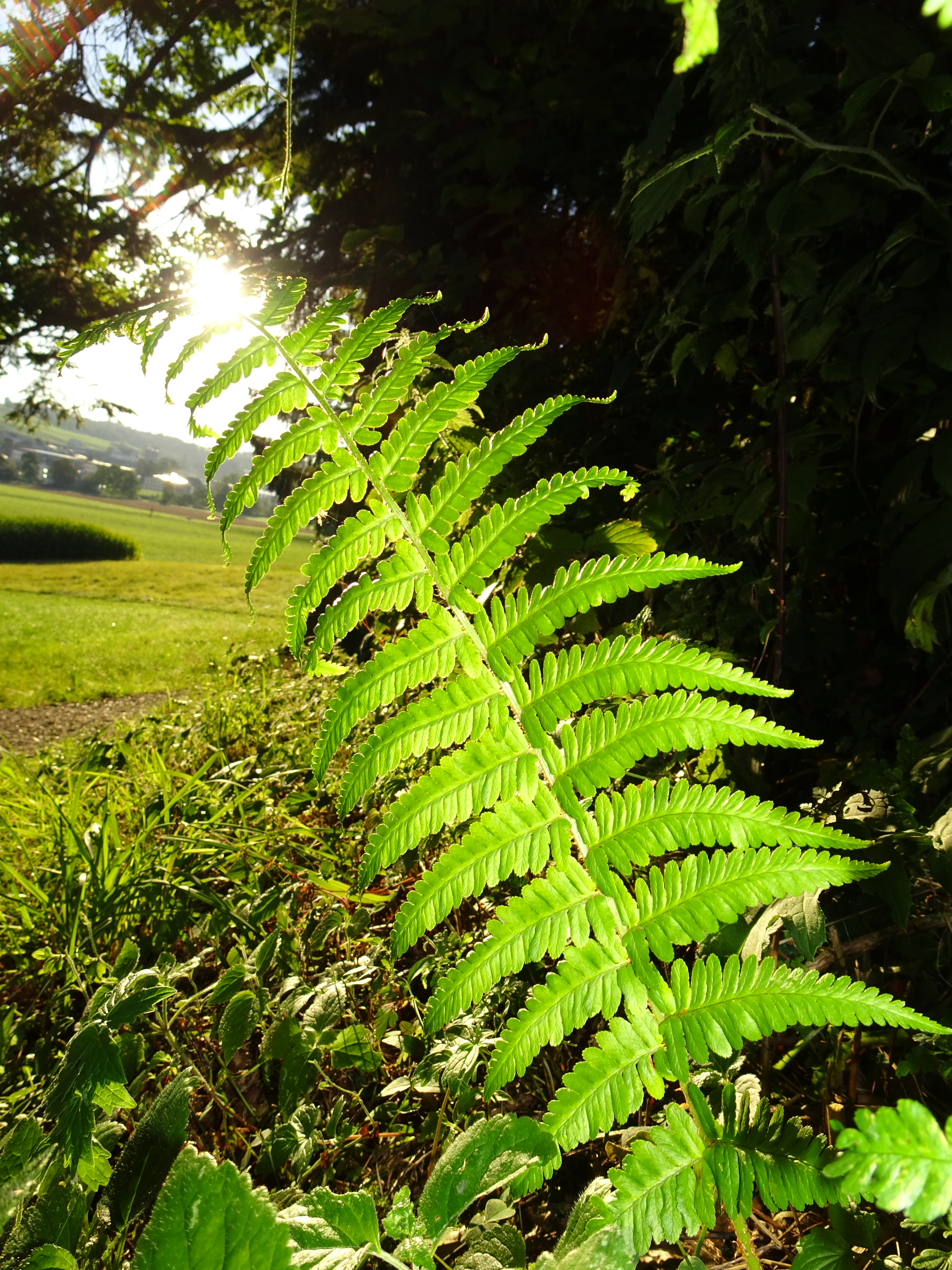 Einsames Farn im Gegenlicht der Morgensonne am Waldrand des Schächbelerwaldes Ruswil | Urs Amrein, Ruswil 
