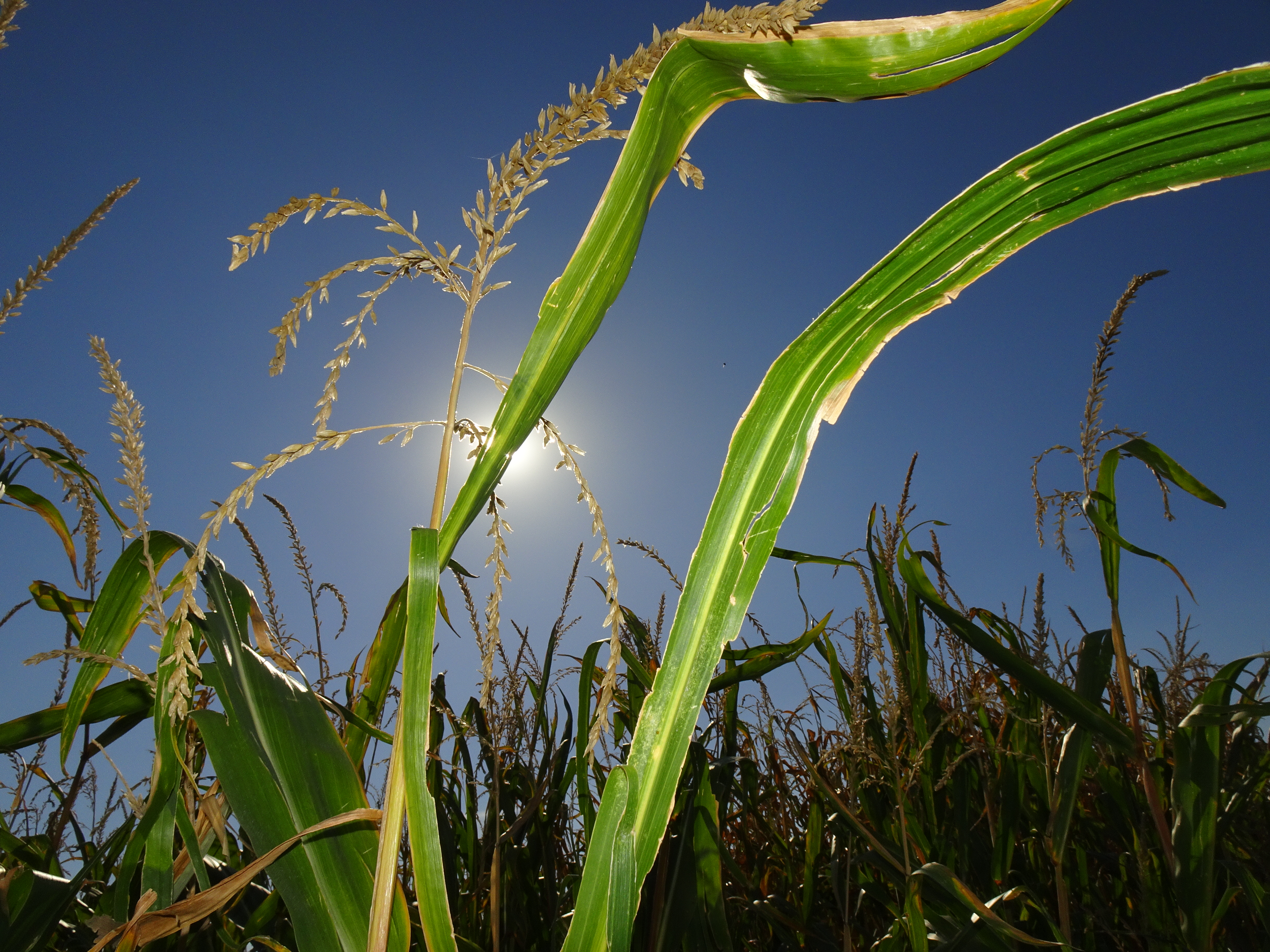 Die Nachmittagssone hinter einem Maisblatt, Maisfeld auf dem Eichberg am 25. August 2022  | Urs Amrein, Ruswil 