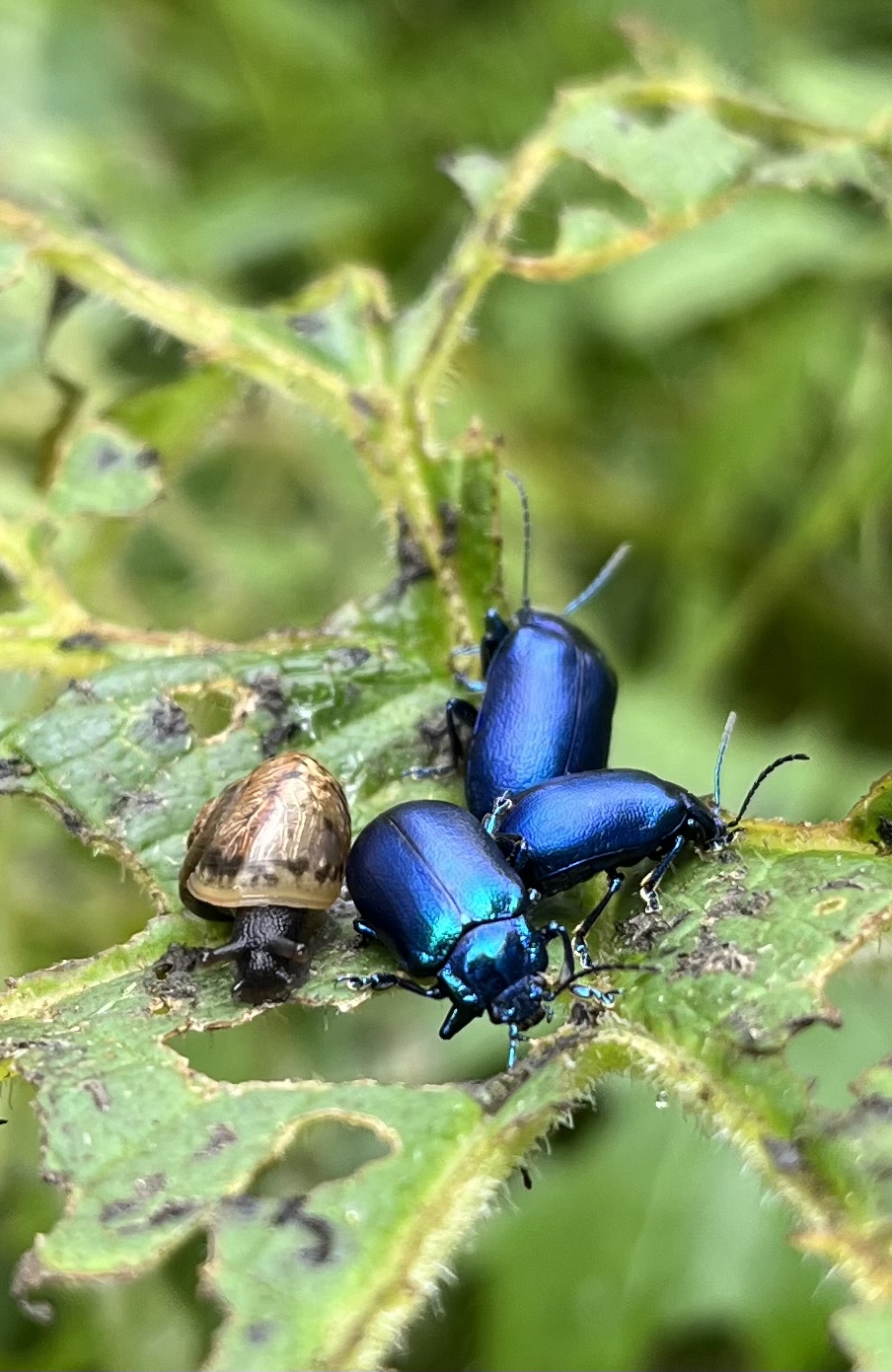 Ein Käferfest  | Verena Zurkirchen, Ruswil 