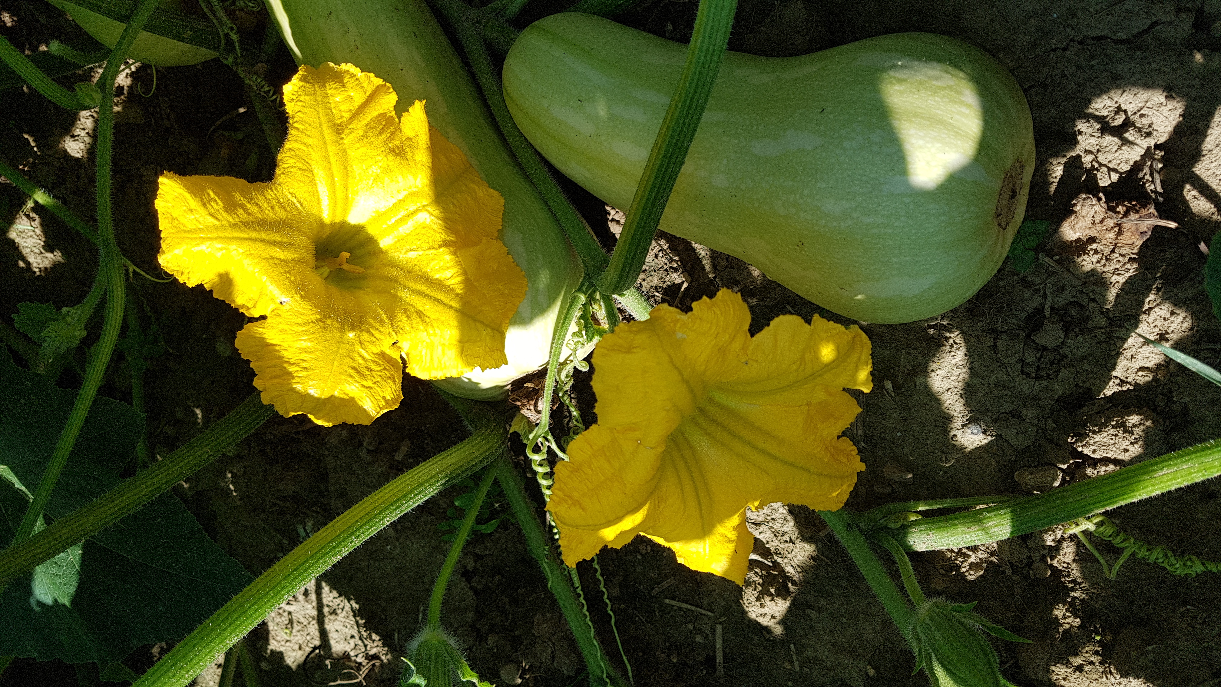 Spaghettikürbise in leuchtender Morgensonne  | Emilie Koller, Grosswangen 