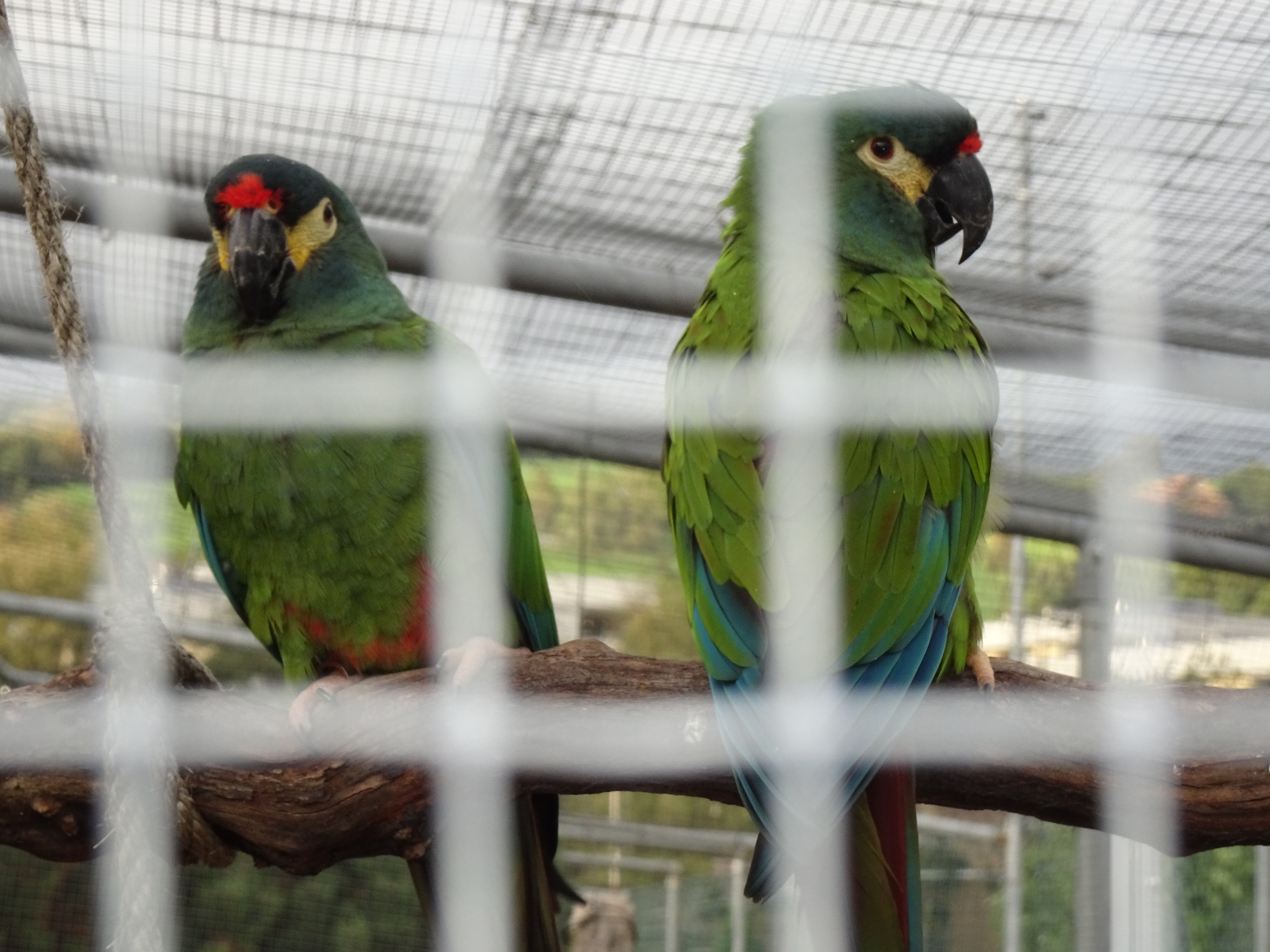 Diese Papageien sind in der Kleintieranlage des Ornithologischen Vereins in Ruswil zu Hause. (aufgenommen am 27. September 2022)   | Urs Amrein, Ruswil  