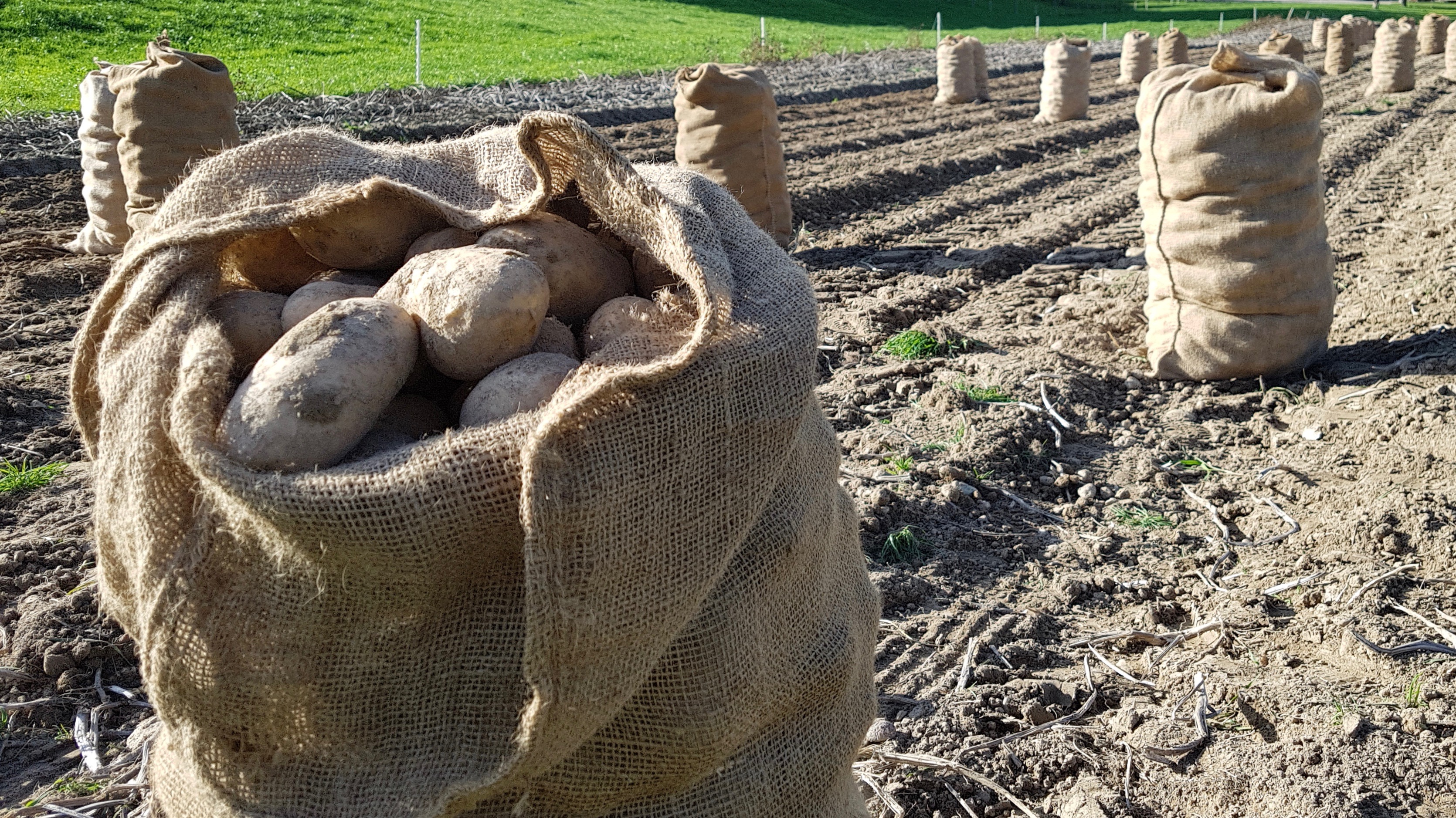 Am Freitag in Luthern um 15.45 Uhr bei der Kartoffelernte. | Emilie Koller, Grosswangen 