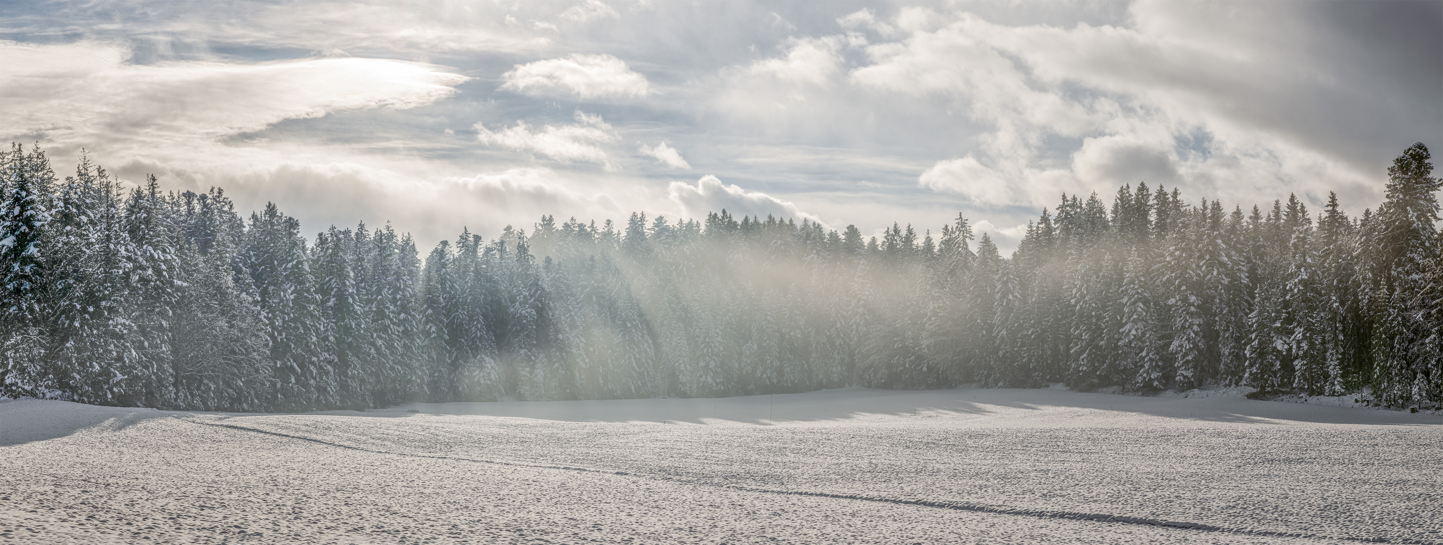 Nebelwald. Foto Stefan Dubach