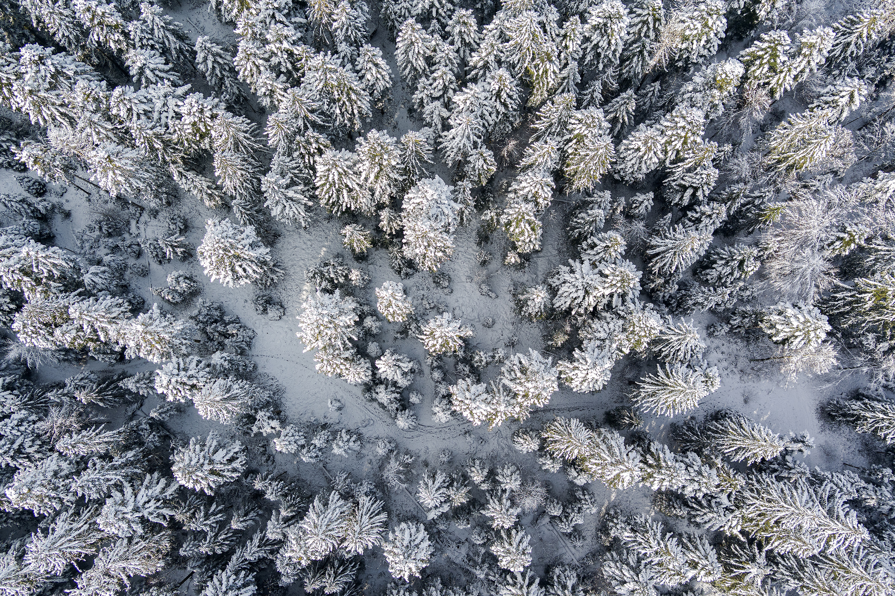 Winterwald von oben. Foto Stefan Dubach