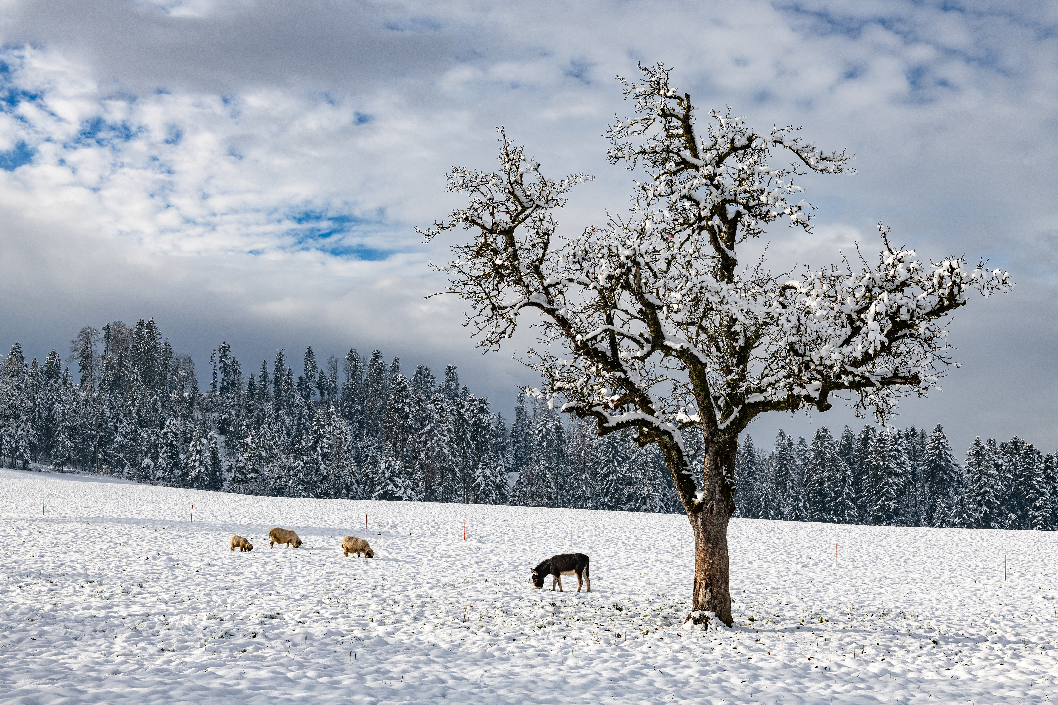 Winterweide. Foto Stefan Dubach