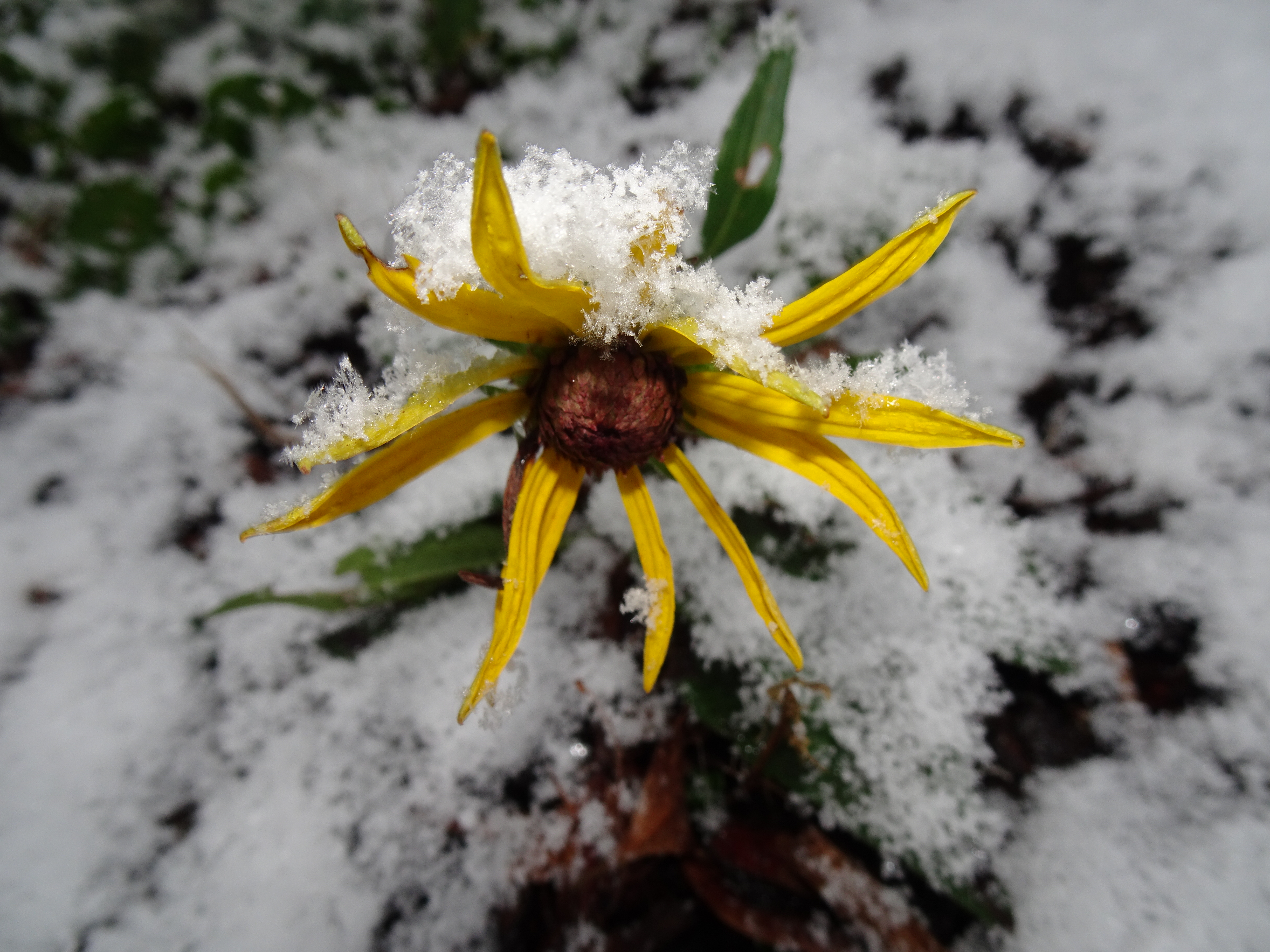 Eine kleine niederwüchsige Rudbeckiablüte am Bäremattweg in Ruswil vom Schnee angezuckert  | Urs Amrein, Ruswil 