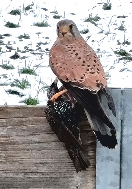 Die Grausamkeit der Natur hautnah. Ein Turmfalke mit seiner lebenden Beute, einem Star.   | Sandra Duss, Buttisholz 